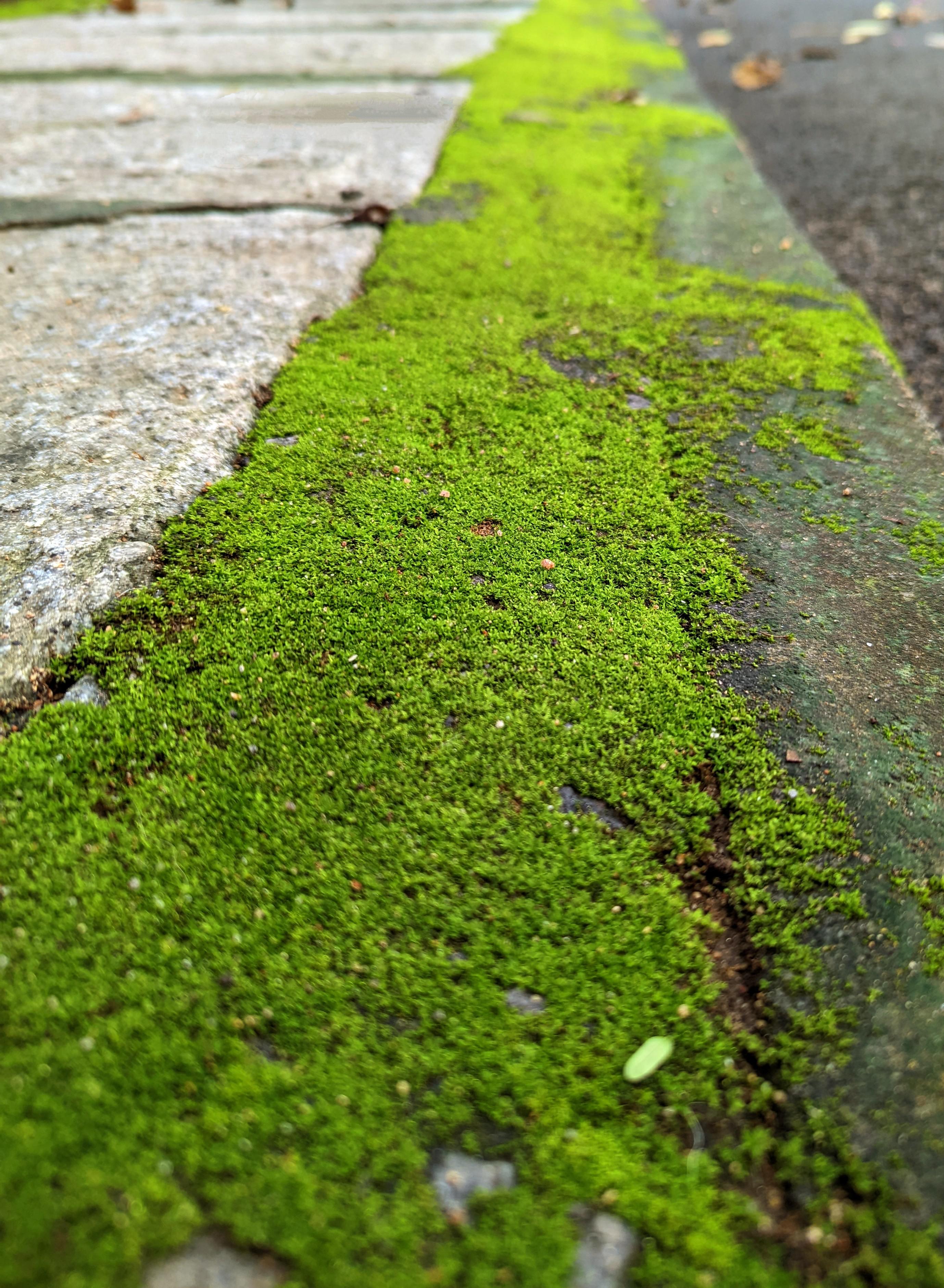 Moss growing on the sidewalk r/Mosses
