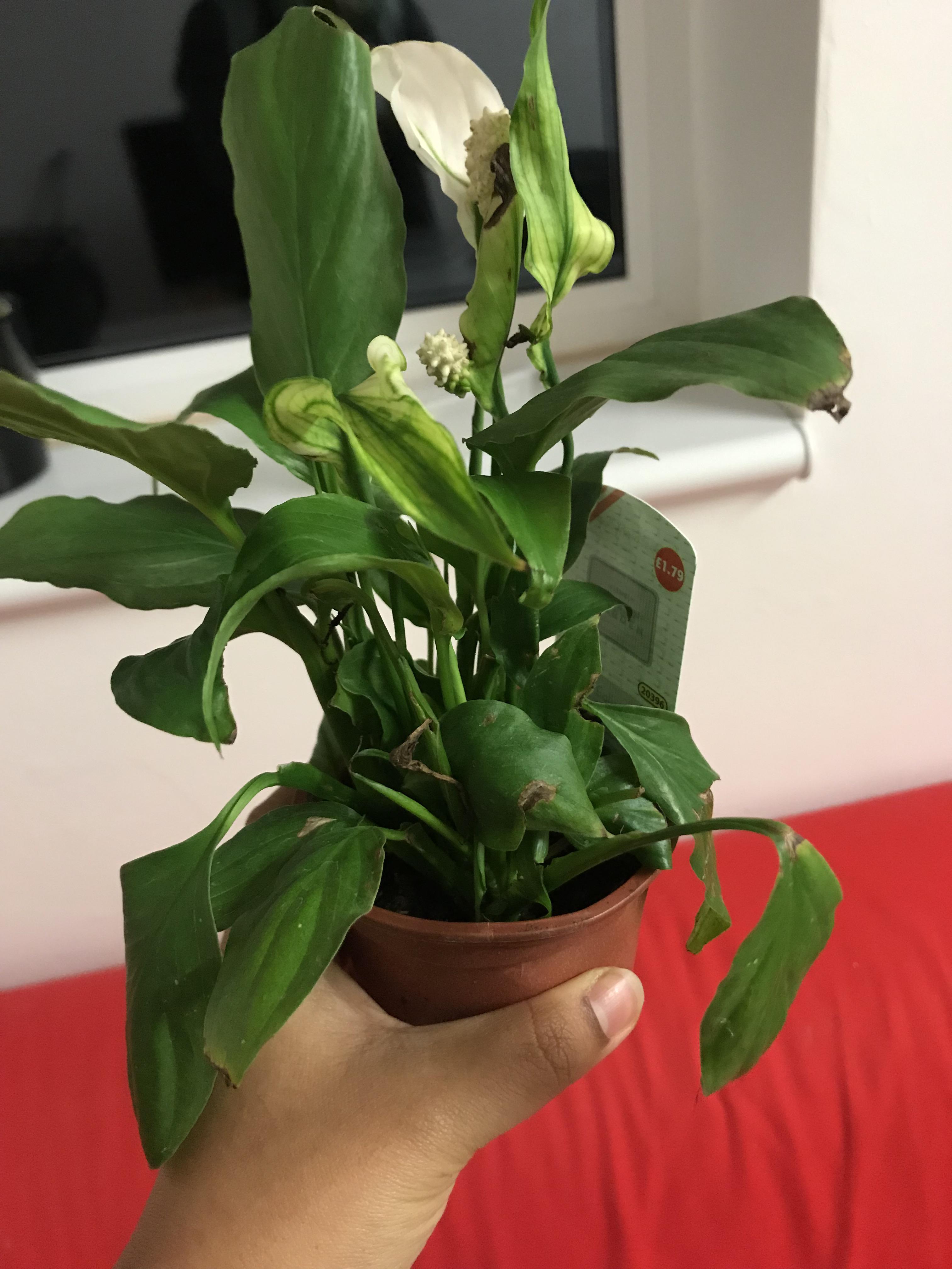 Hi all! Does anyone know how to bring this plant back to life? It’s