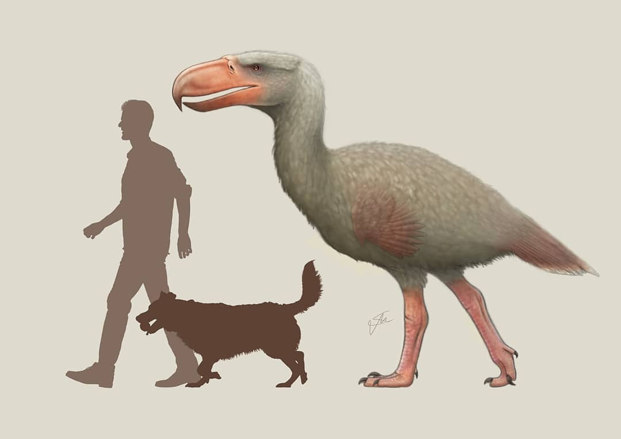 Kelenken guillermoi was the tallest species of phorusrhacid, or "terror