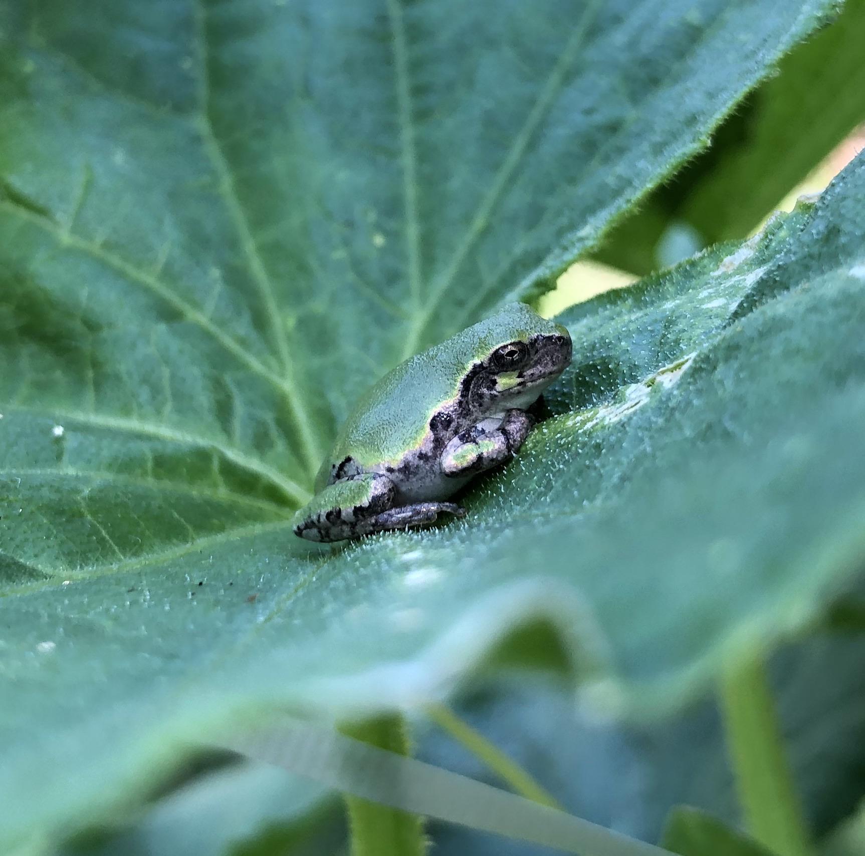 A frog in my garden r/frogs