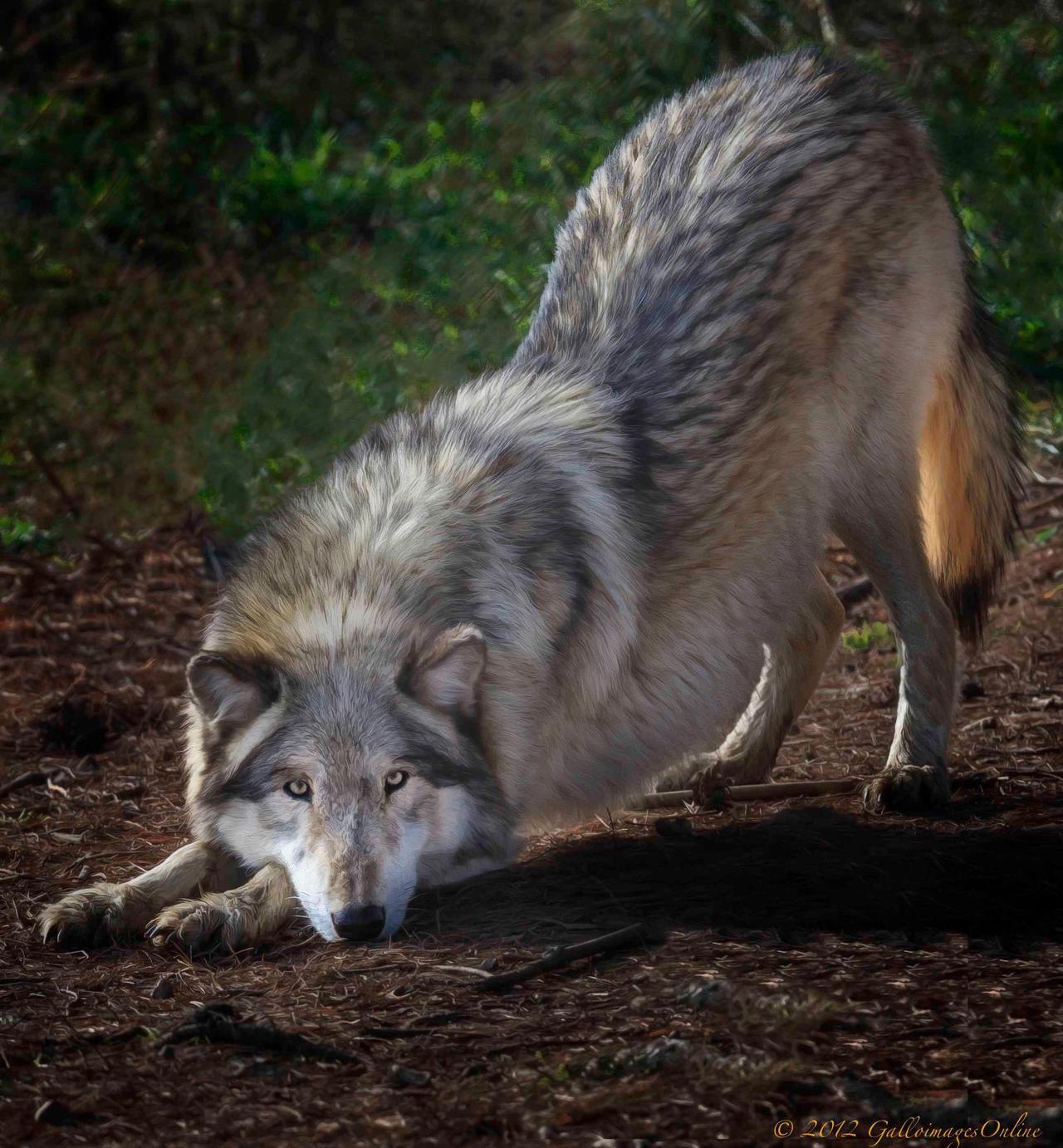 Wolves in Idaho need your help! A new draft management plan wants to