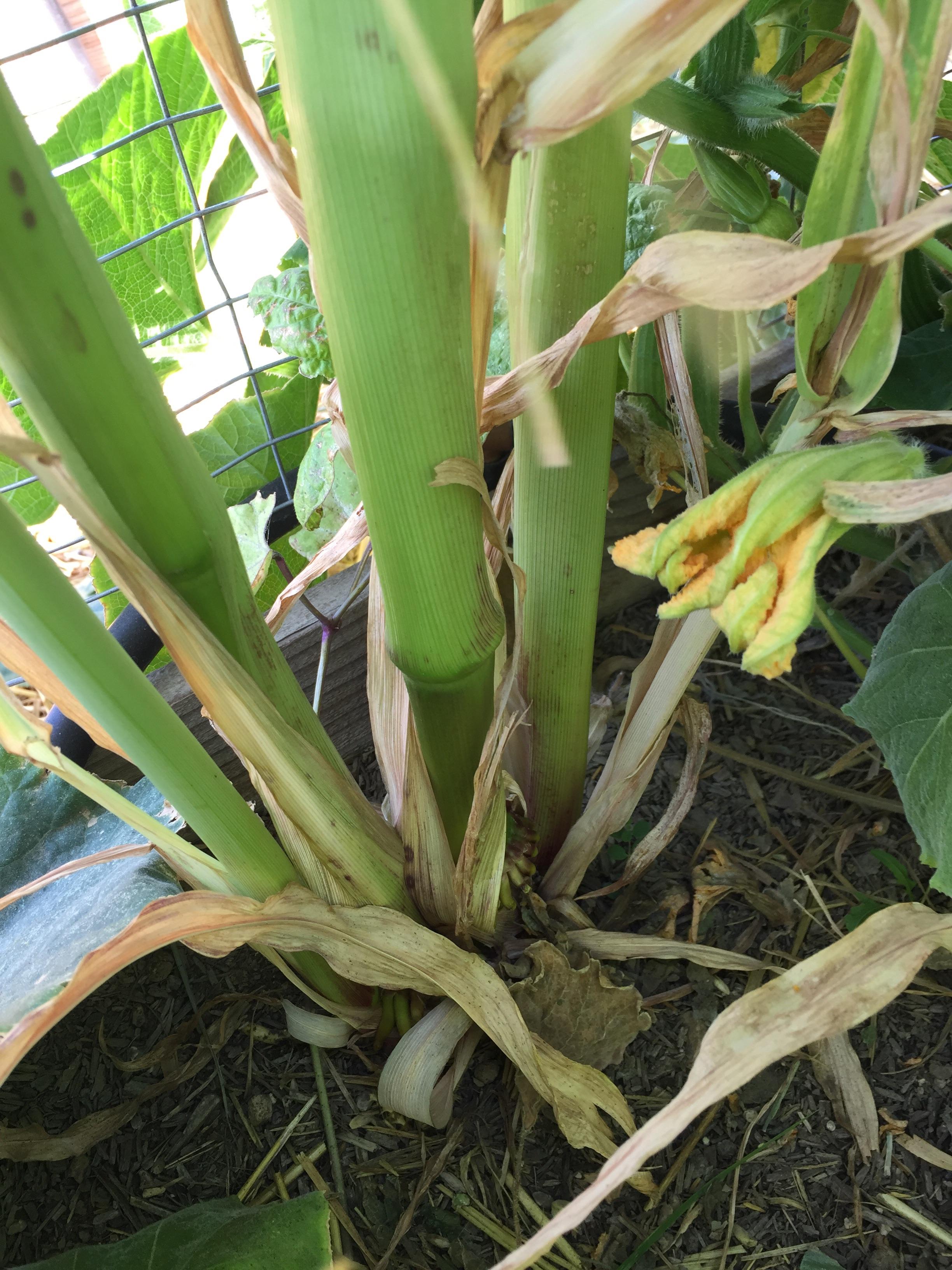 This is my first time growing corn. Is this right? One seed kernel
