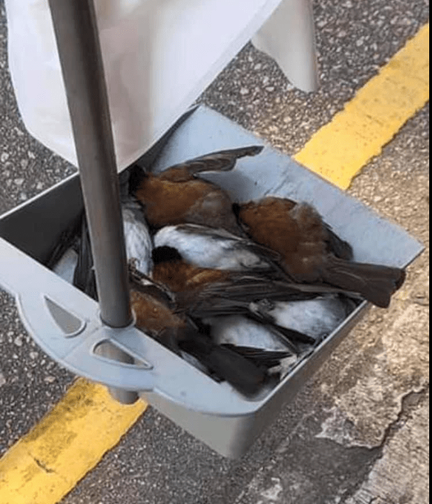 Sweeping up more dead birds killed by tear gas r/HongKong