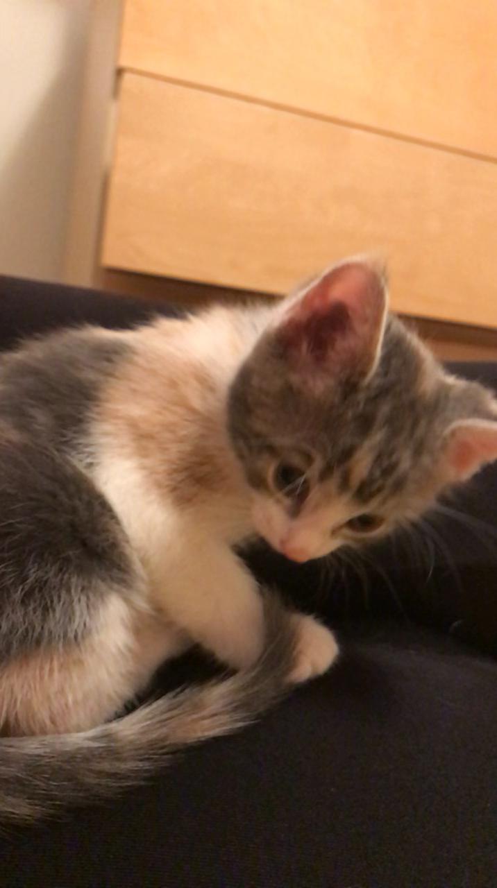 My dilute calico kitten I’m taking home in a few days!! r/CalicoKittys