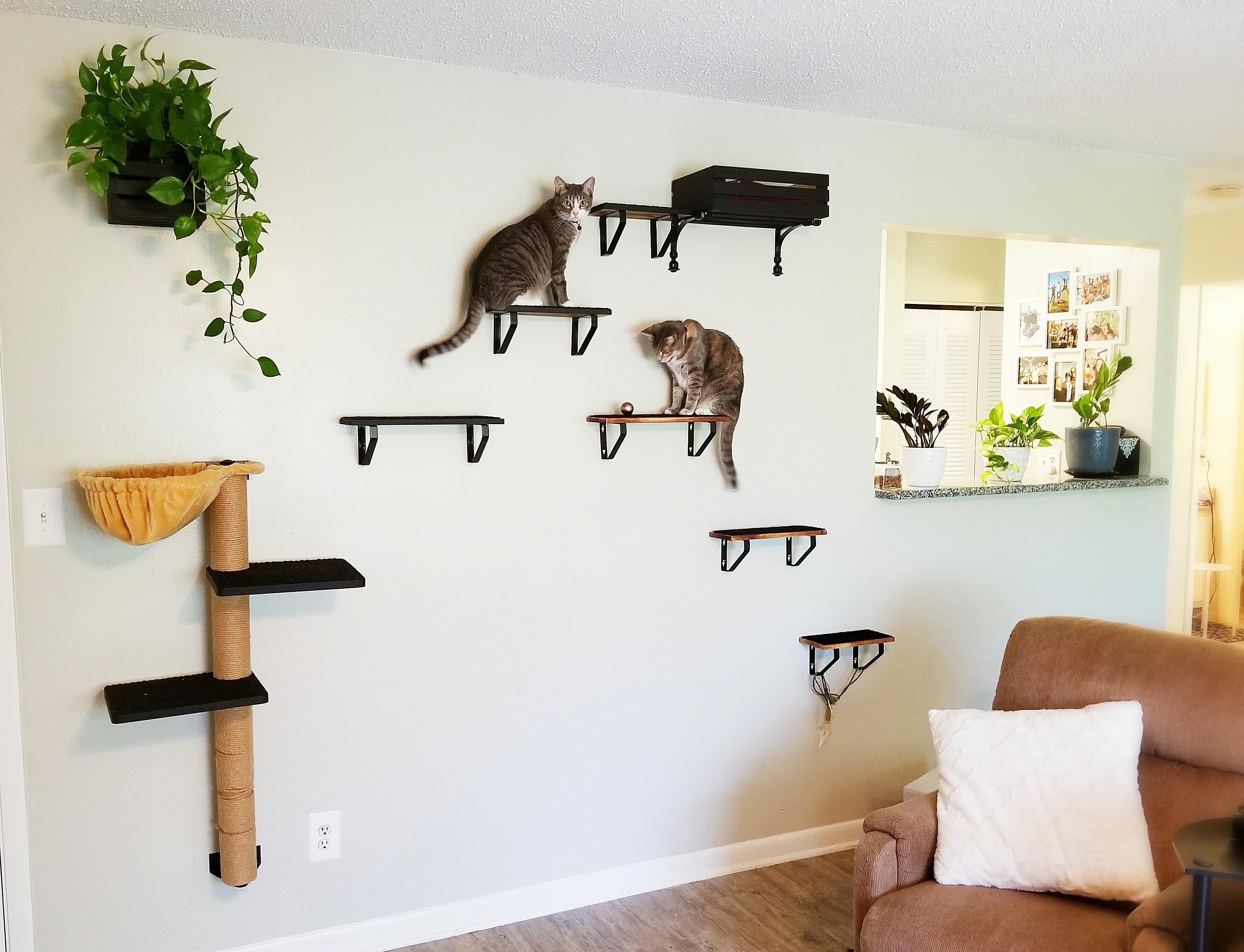 My cat/plant wall r/houseplants