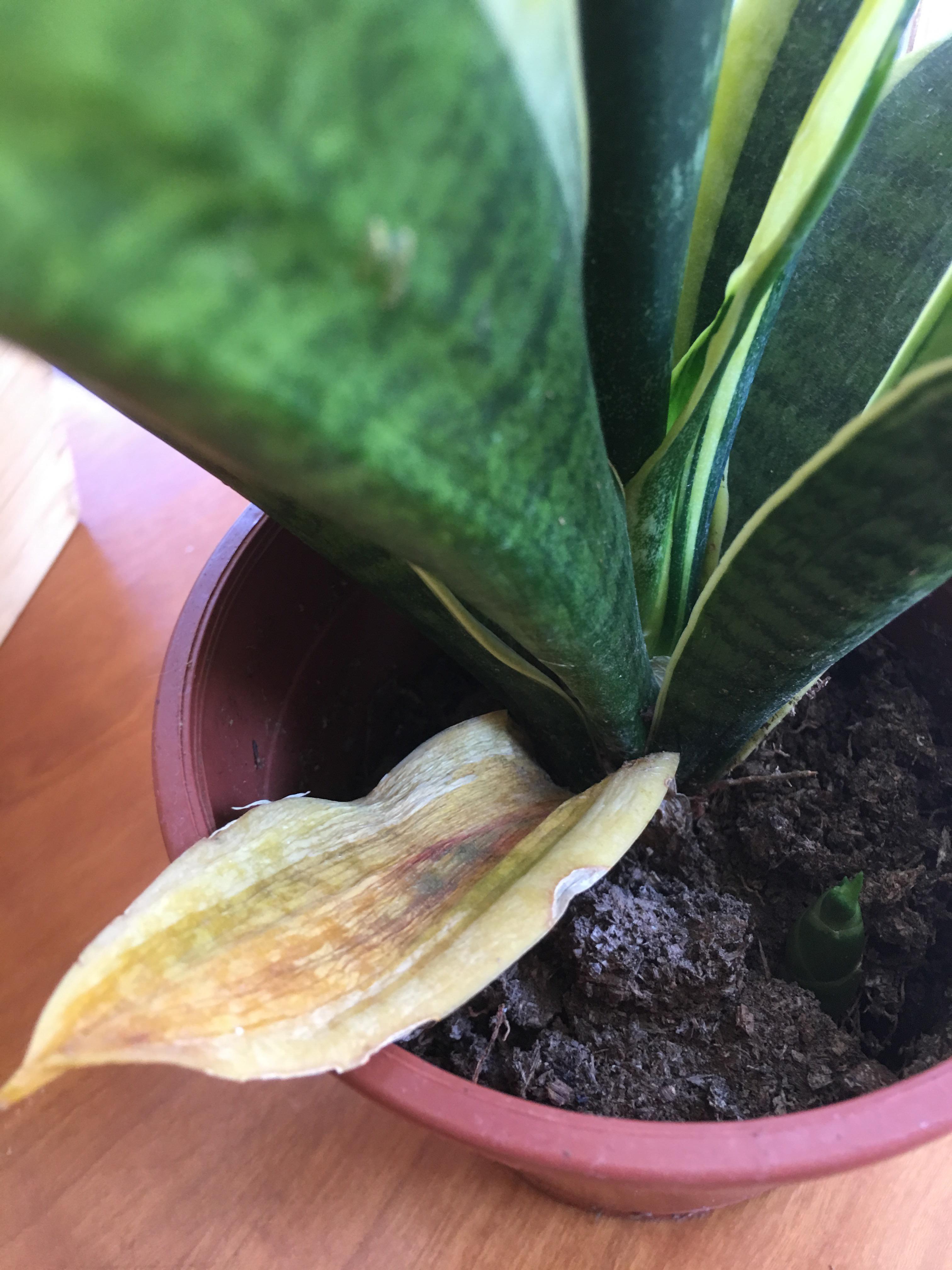 Incredible Snake Plant Leaves Yellow And Wrinkled 2022