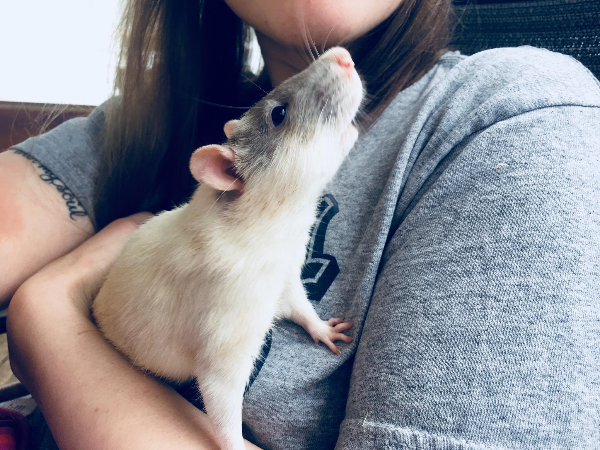 Sweet Reepicheep enjoying some fresh air r/RATS