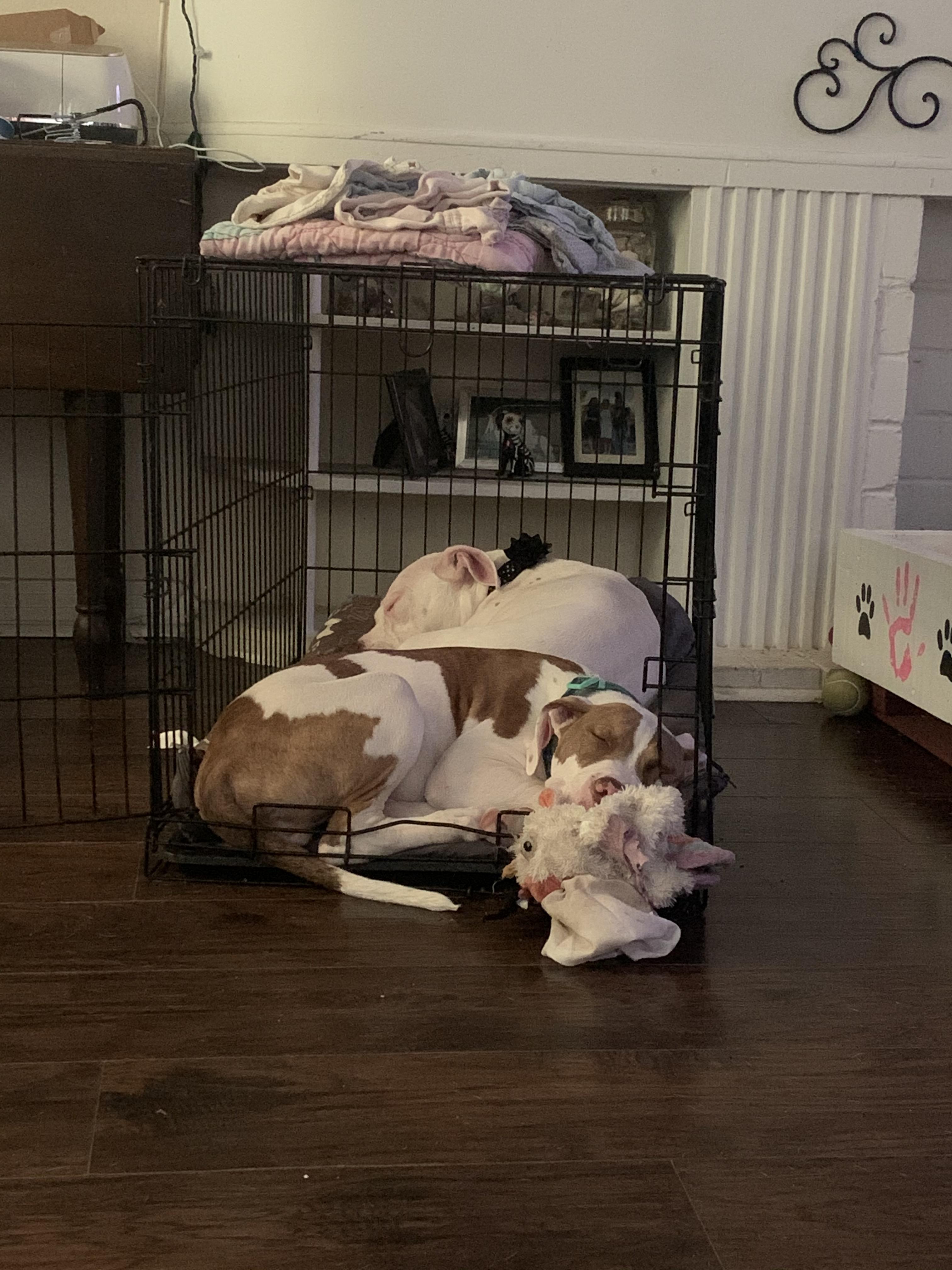 Two couches, 3 dog beds, and two kennels, yet they nap like this. r