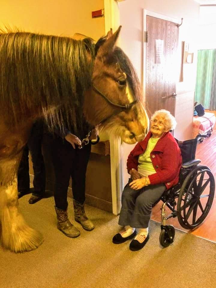 Extra large pet therapy at our nursing home today. r/Horses