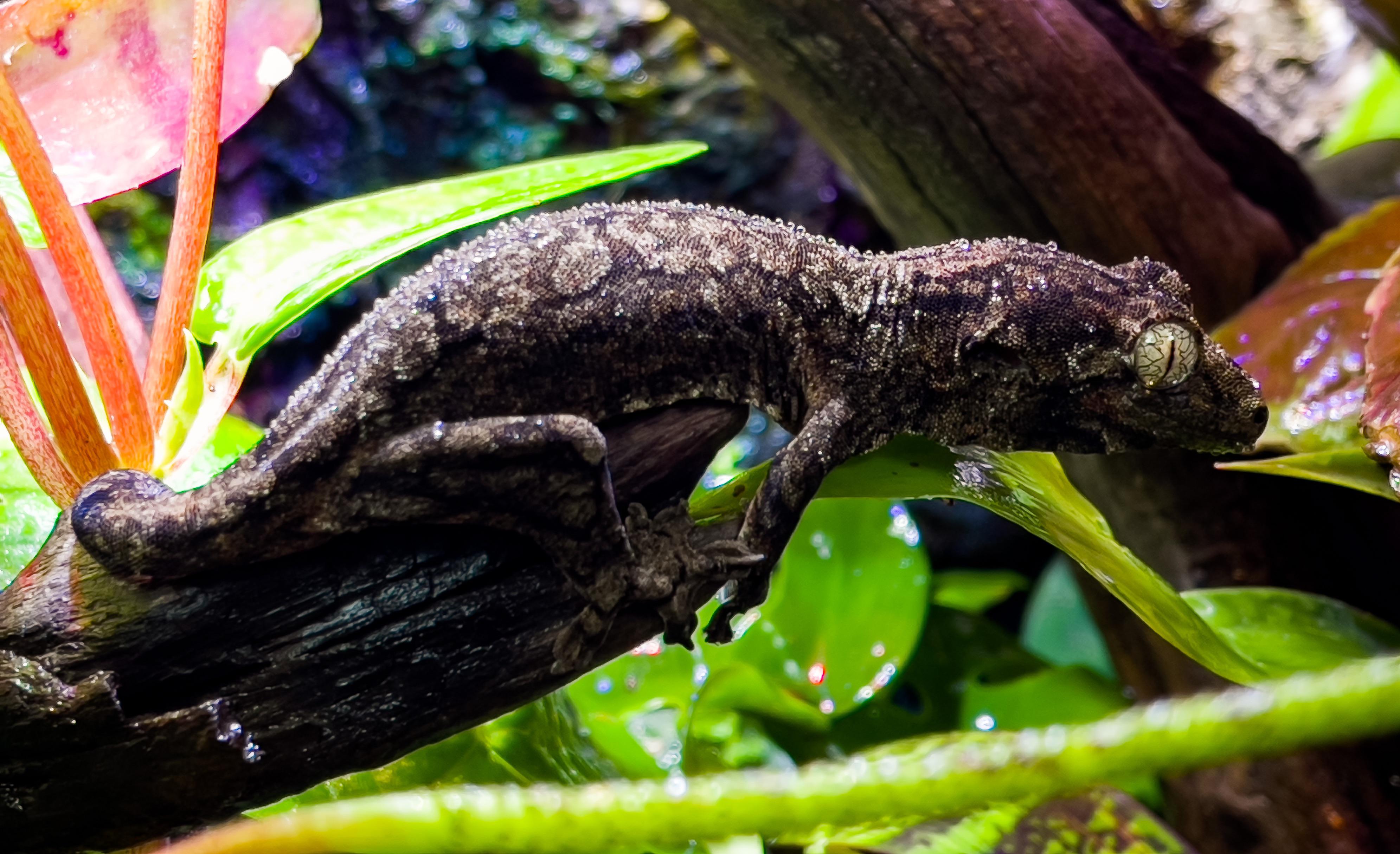 Shower time!!! r/geckos