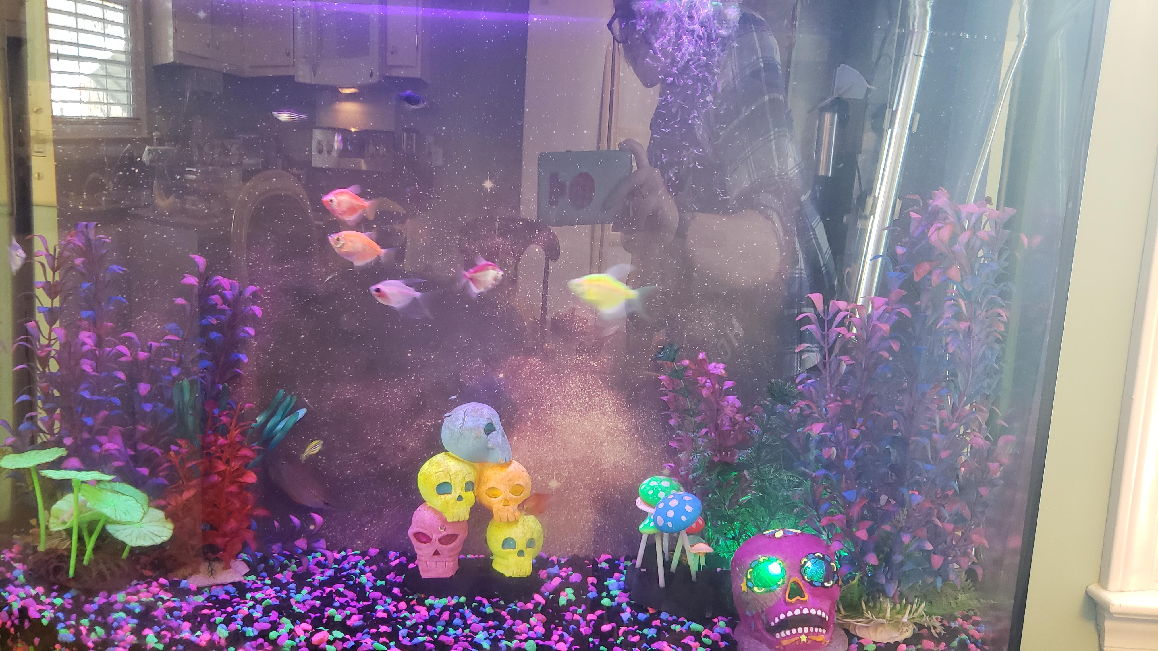 New aquarium background out of poster board r/Aquariums
