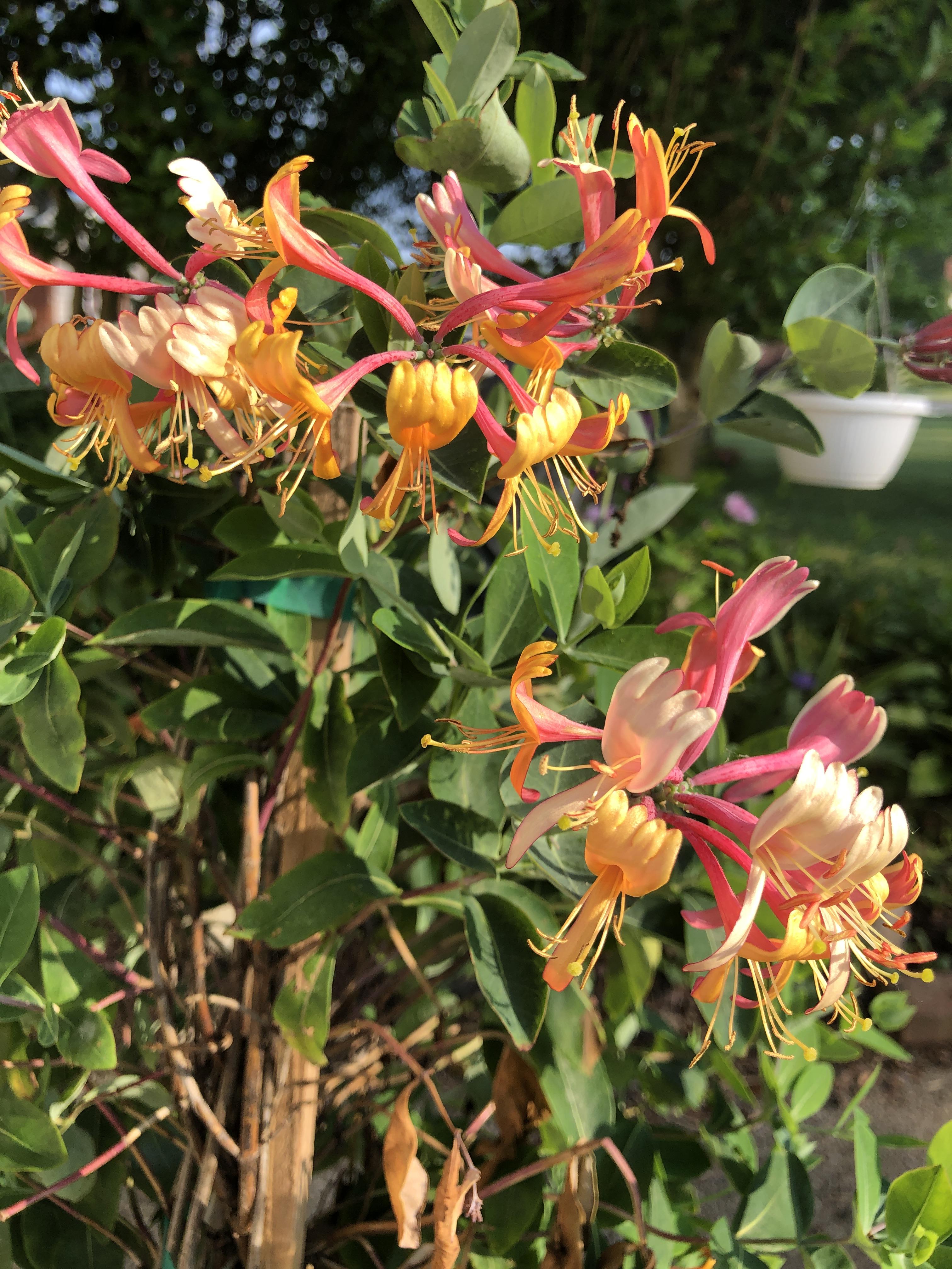 My new Goldflame honeysuckle r/gardening