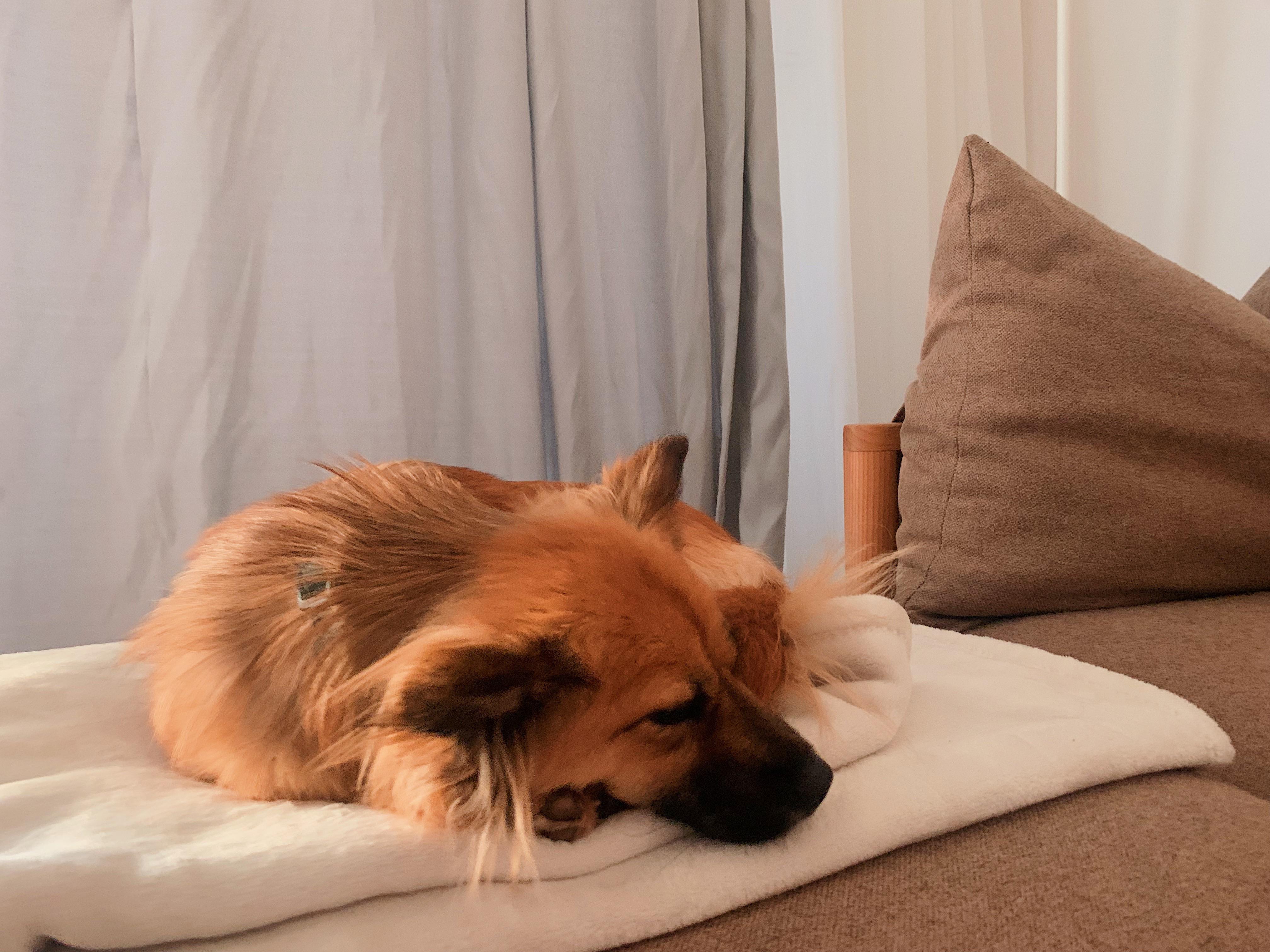 Eyebags on my dog? Causes? r/DogAdvice