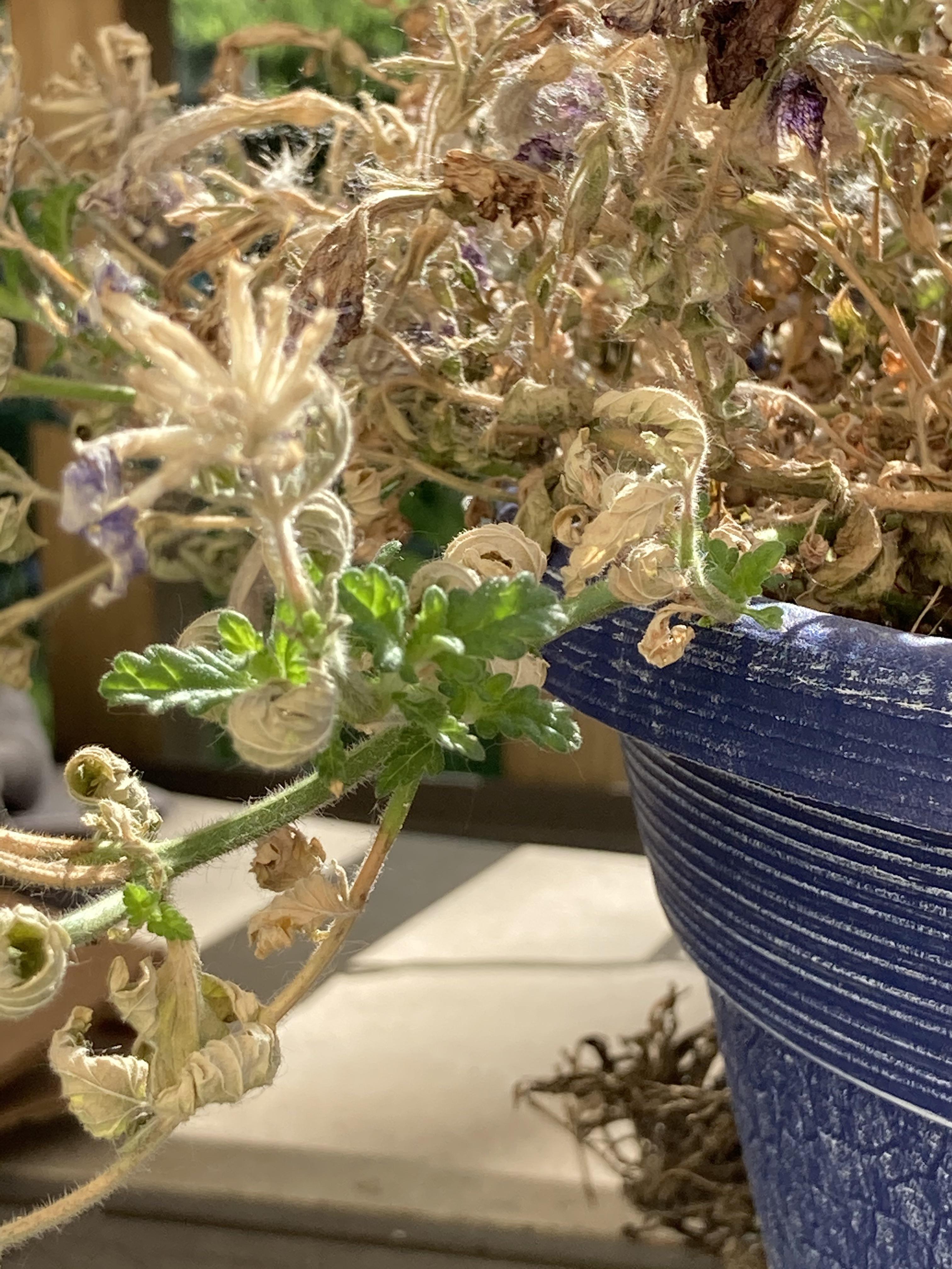 Bringing these flowers back to life is almost as much of an annual