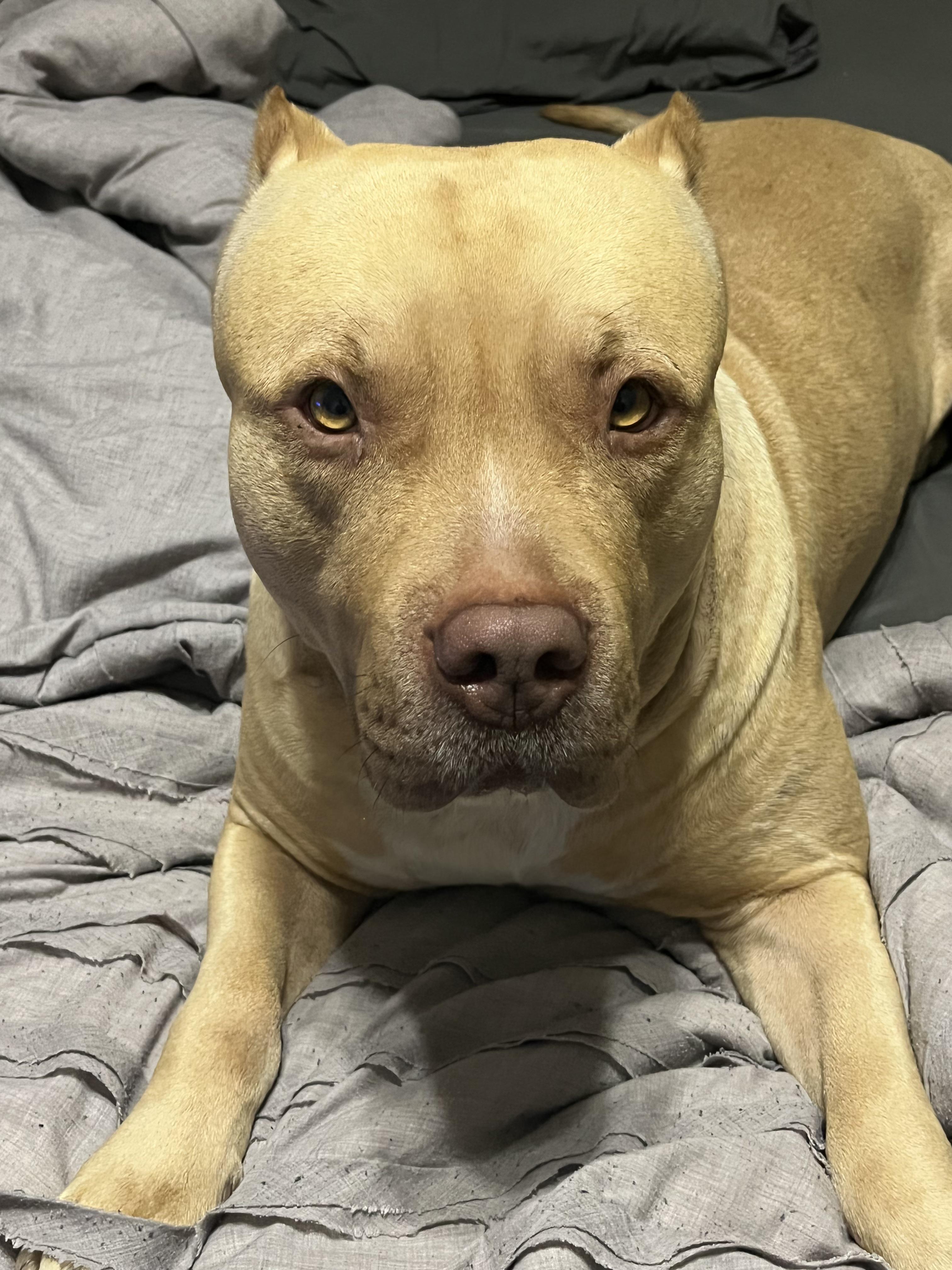 A picture of my 3 year old dog for a brighter day r/TrueSuicideWatch