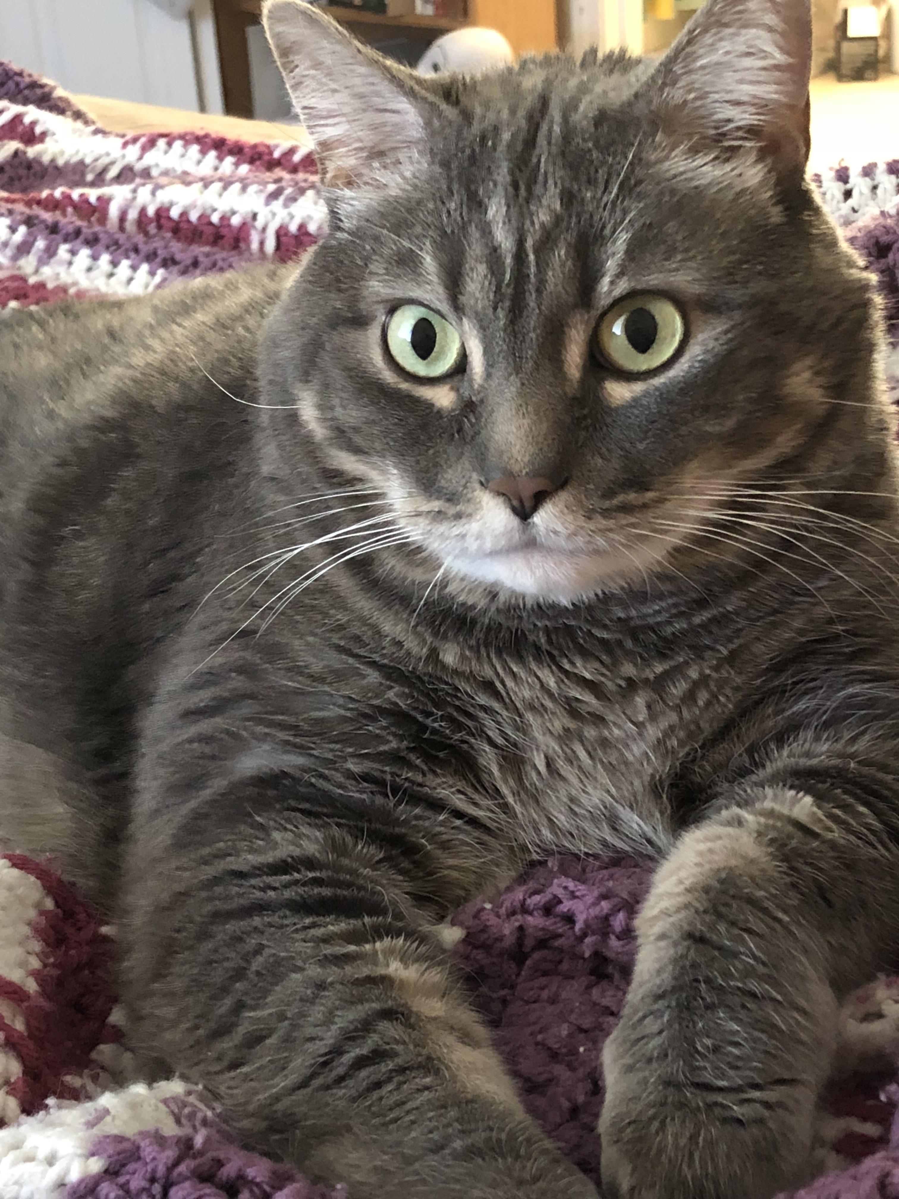 Fat cat lounging aww