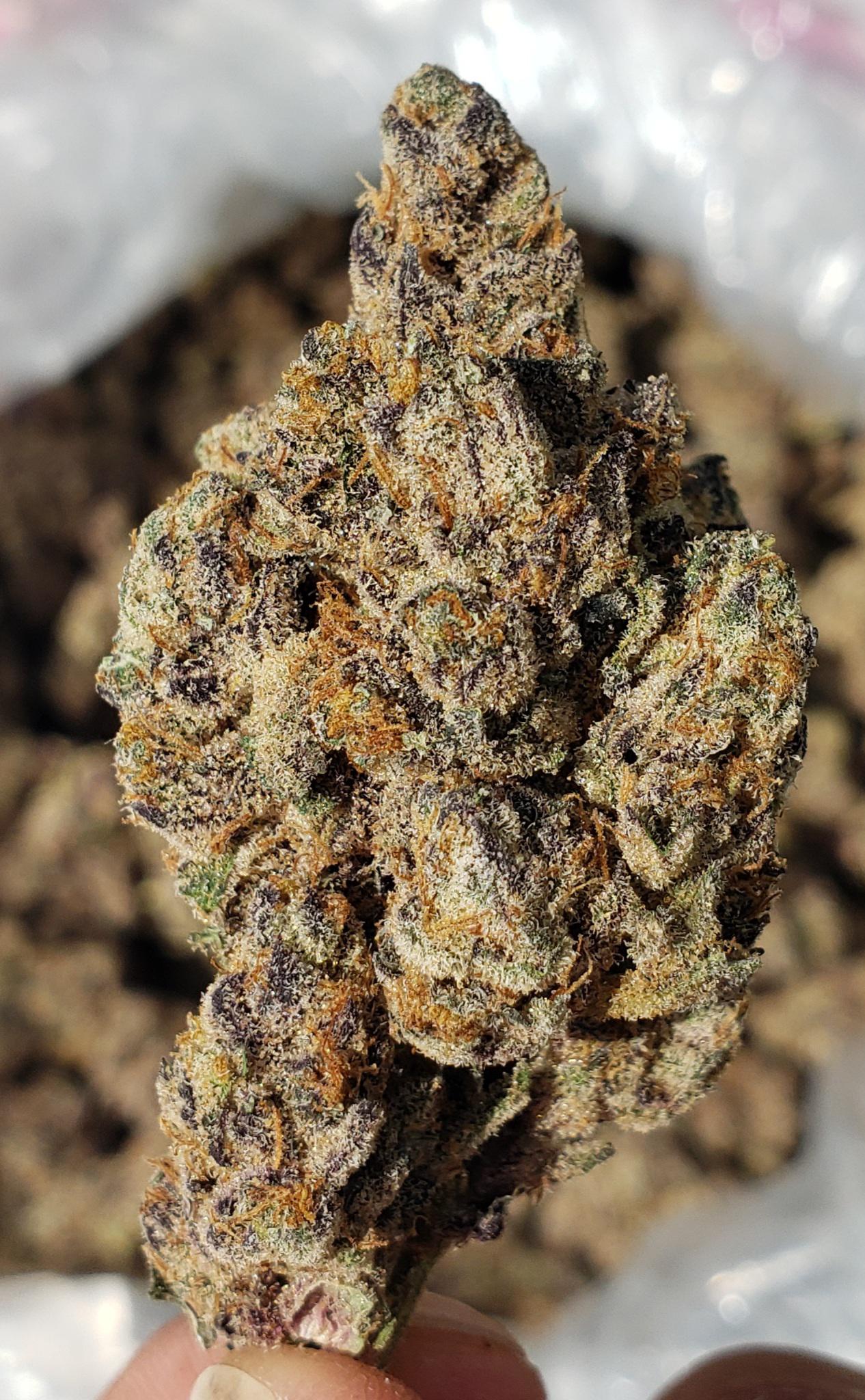 Garlic Creamsicle in the ☀️ Most potent strain I've tried this year