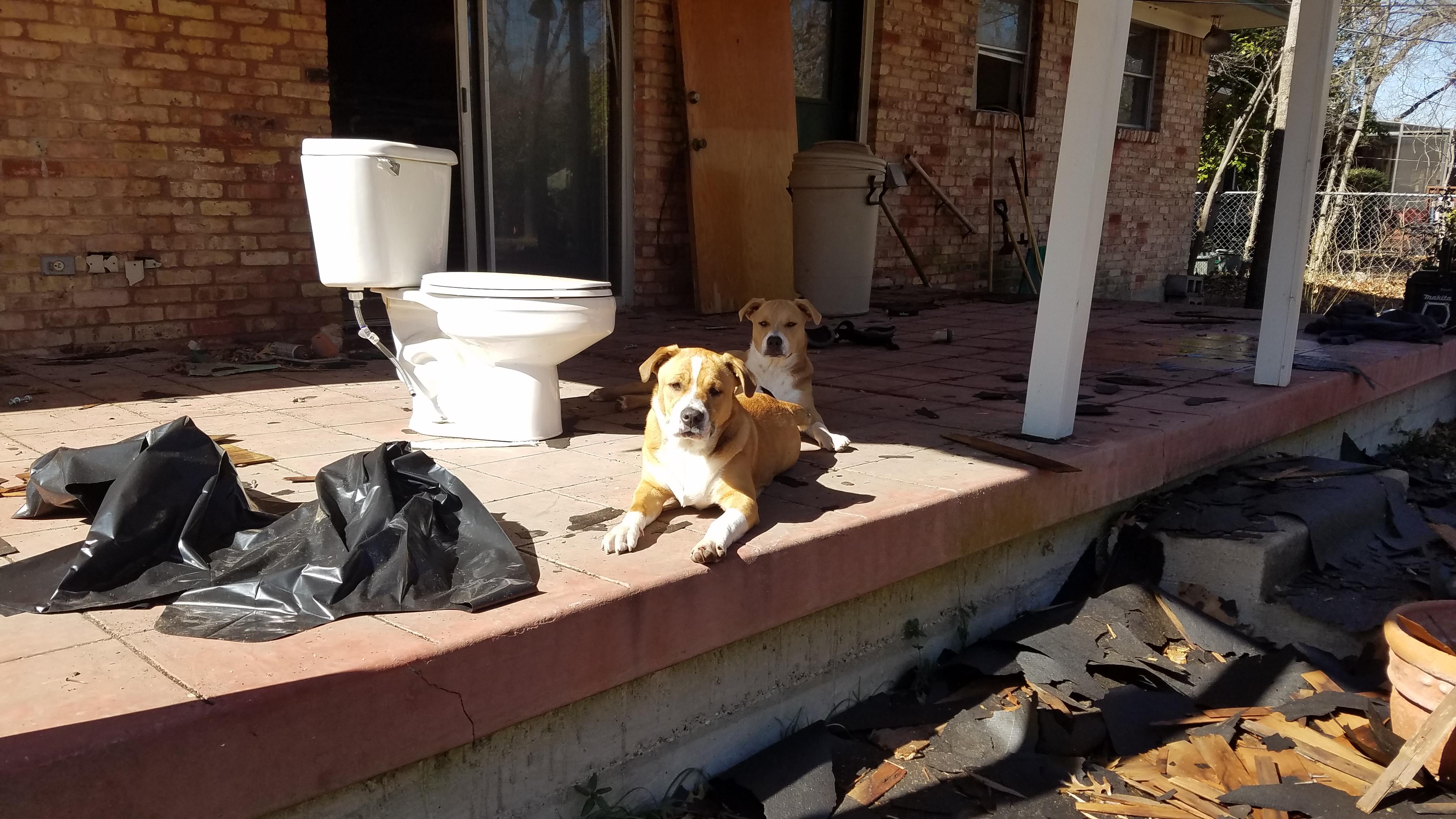 Found Dogs. Orchard Hills, Garland, TX r/Dallas