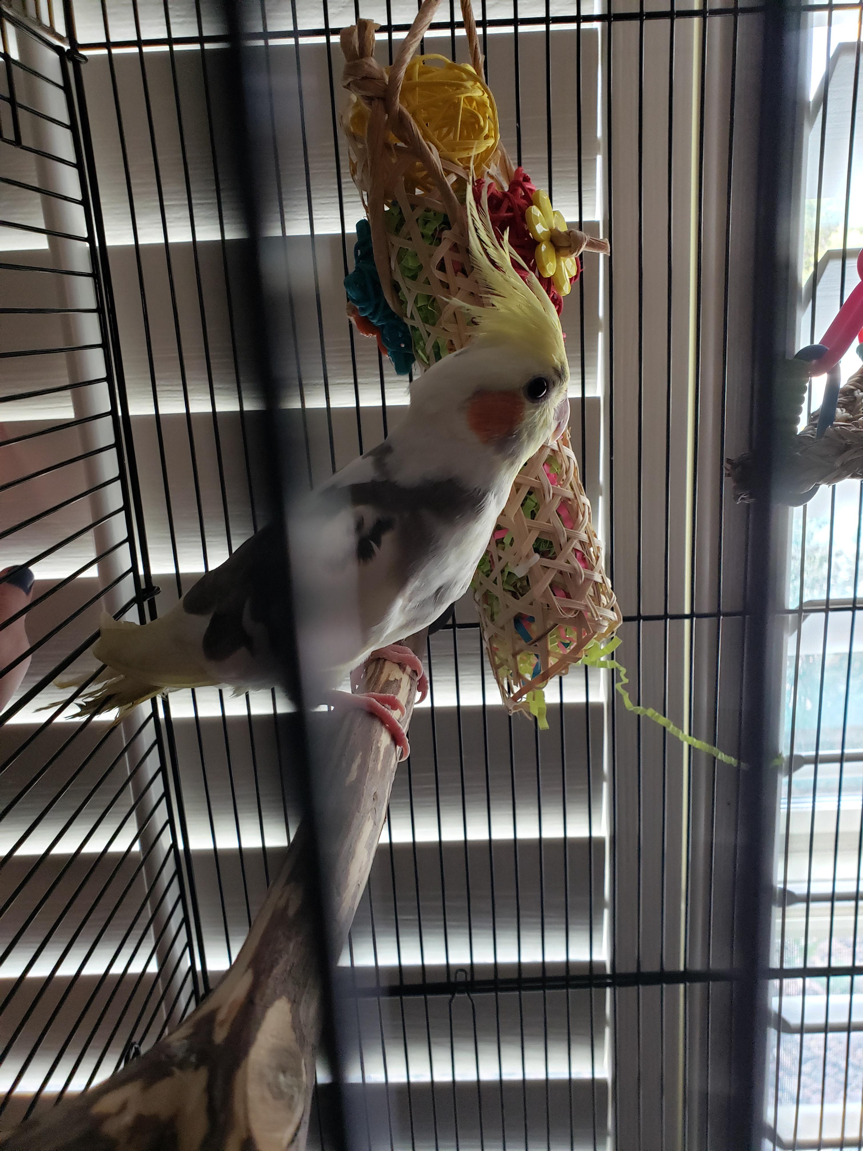 Mother this is my new baby Popcorn. Me hello Colonel P. Kernel. r