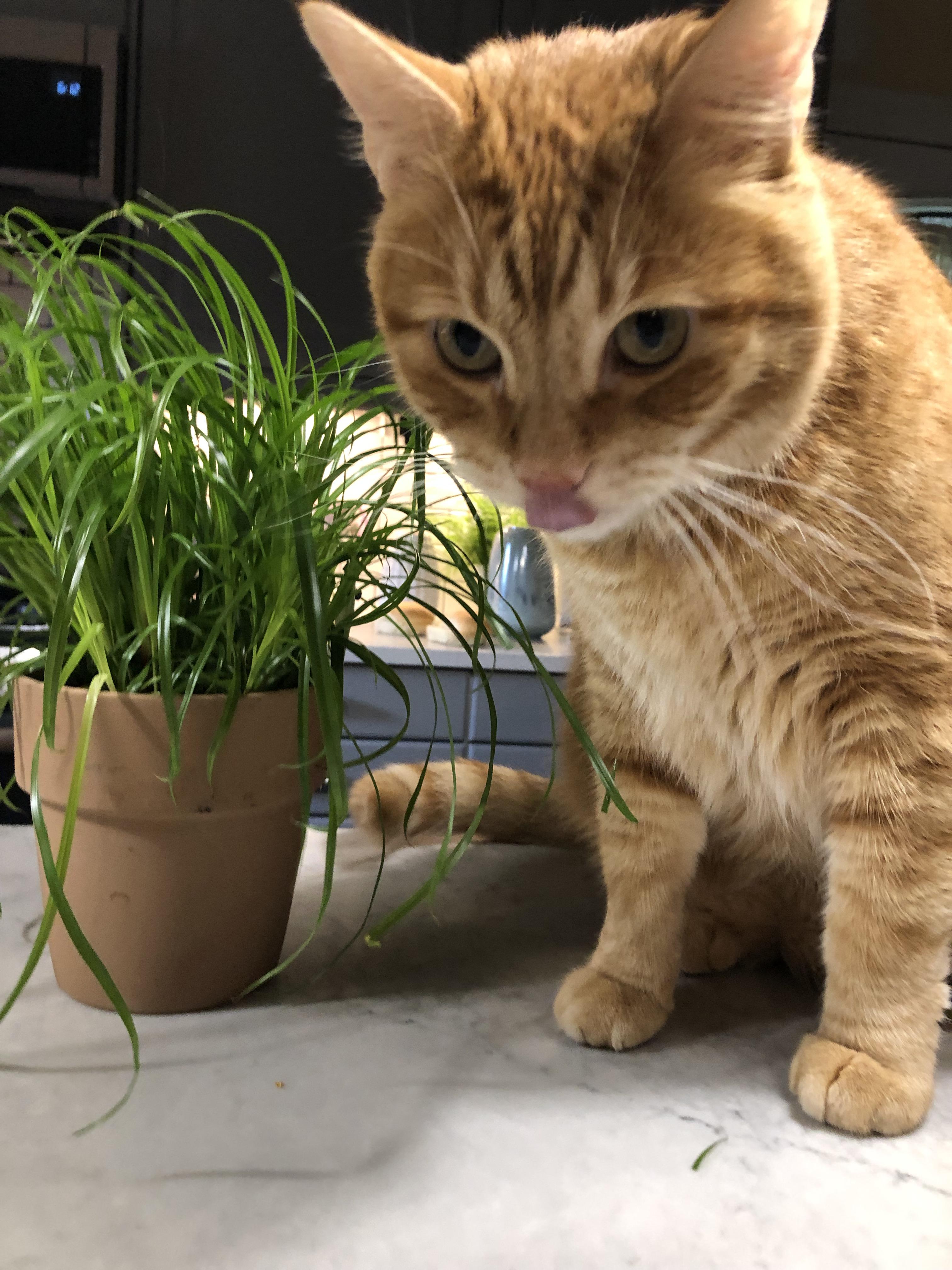 The Cat Grass Works! r/traderjoes