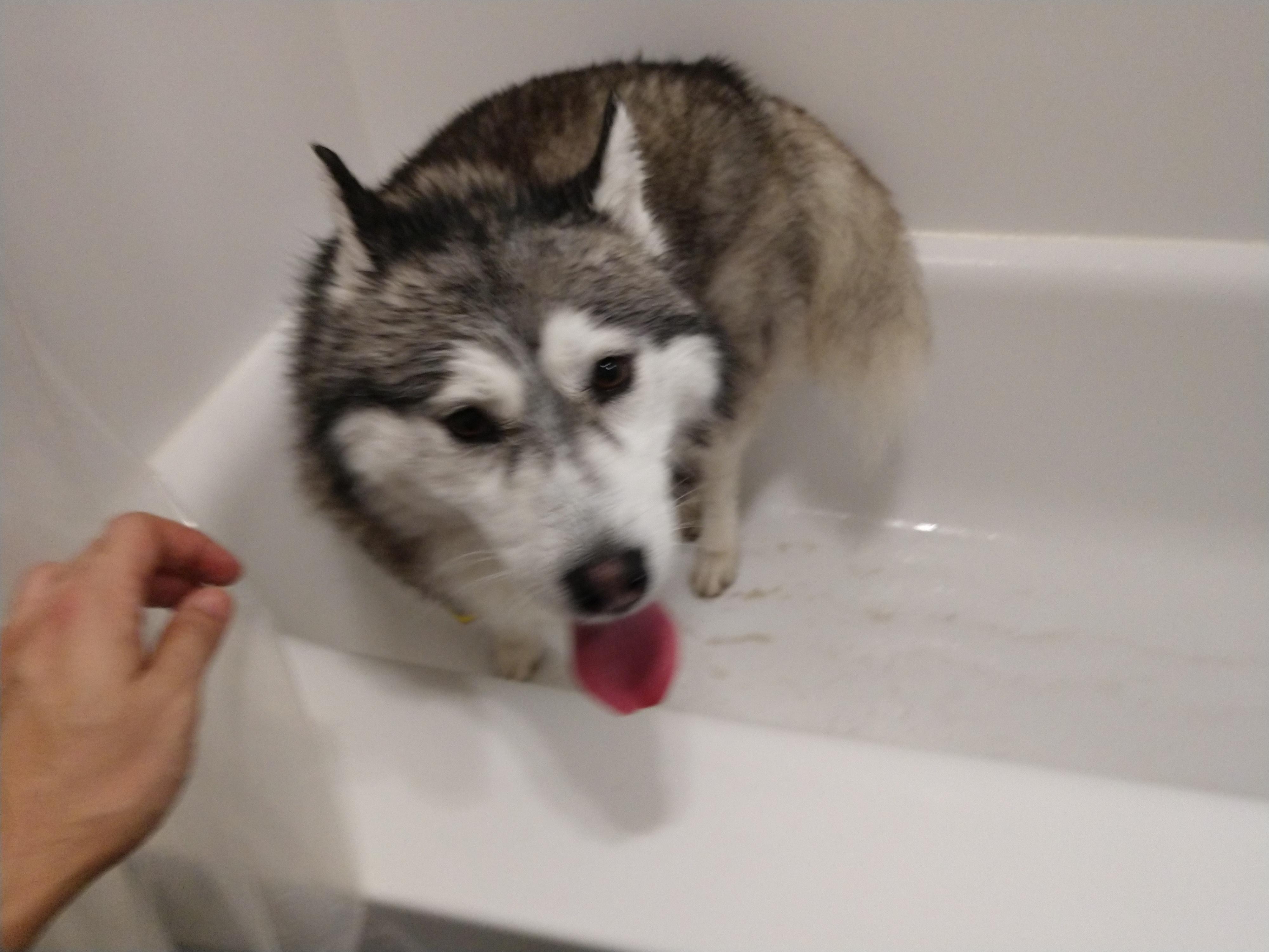 She's very pleased with herself after attacking a skunk. Now it's bath
