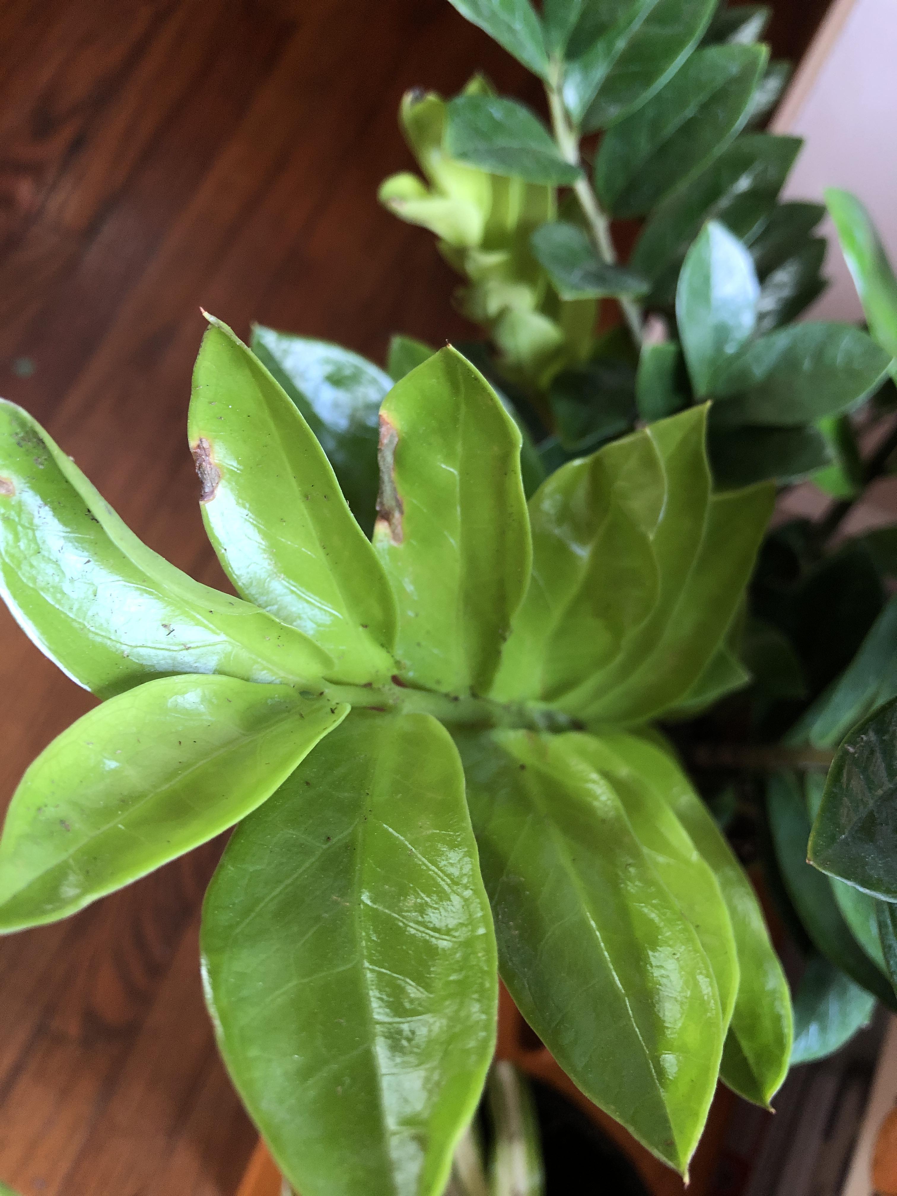 What are those brown crispy edges on the new growth of my ZZ plant? Is my plant dying? r
