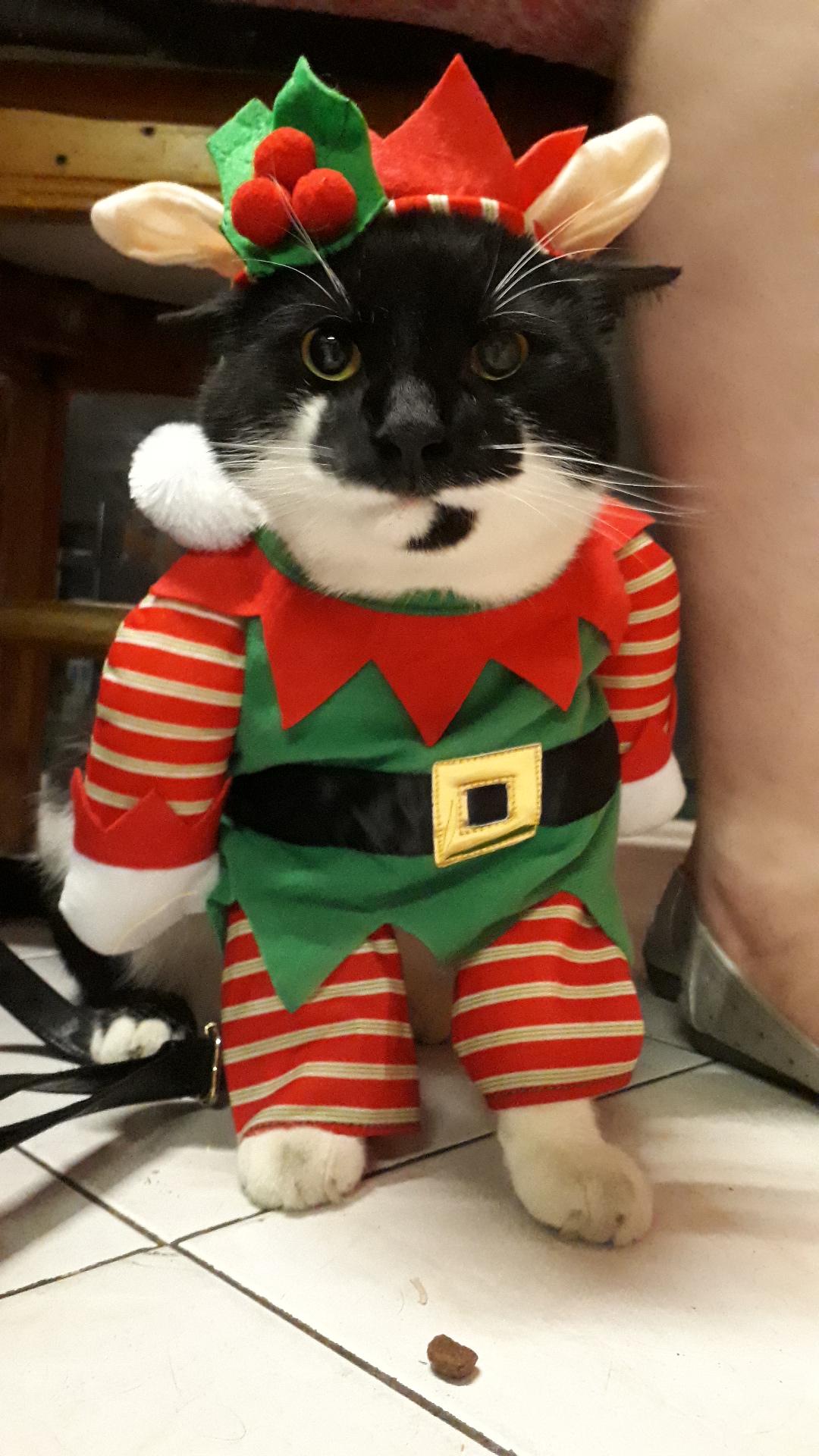 Christmas elf cat r/StuffOnCats