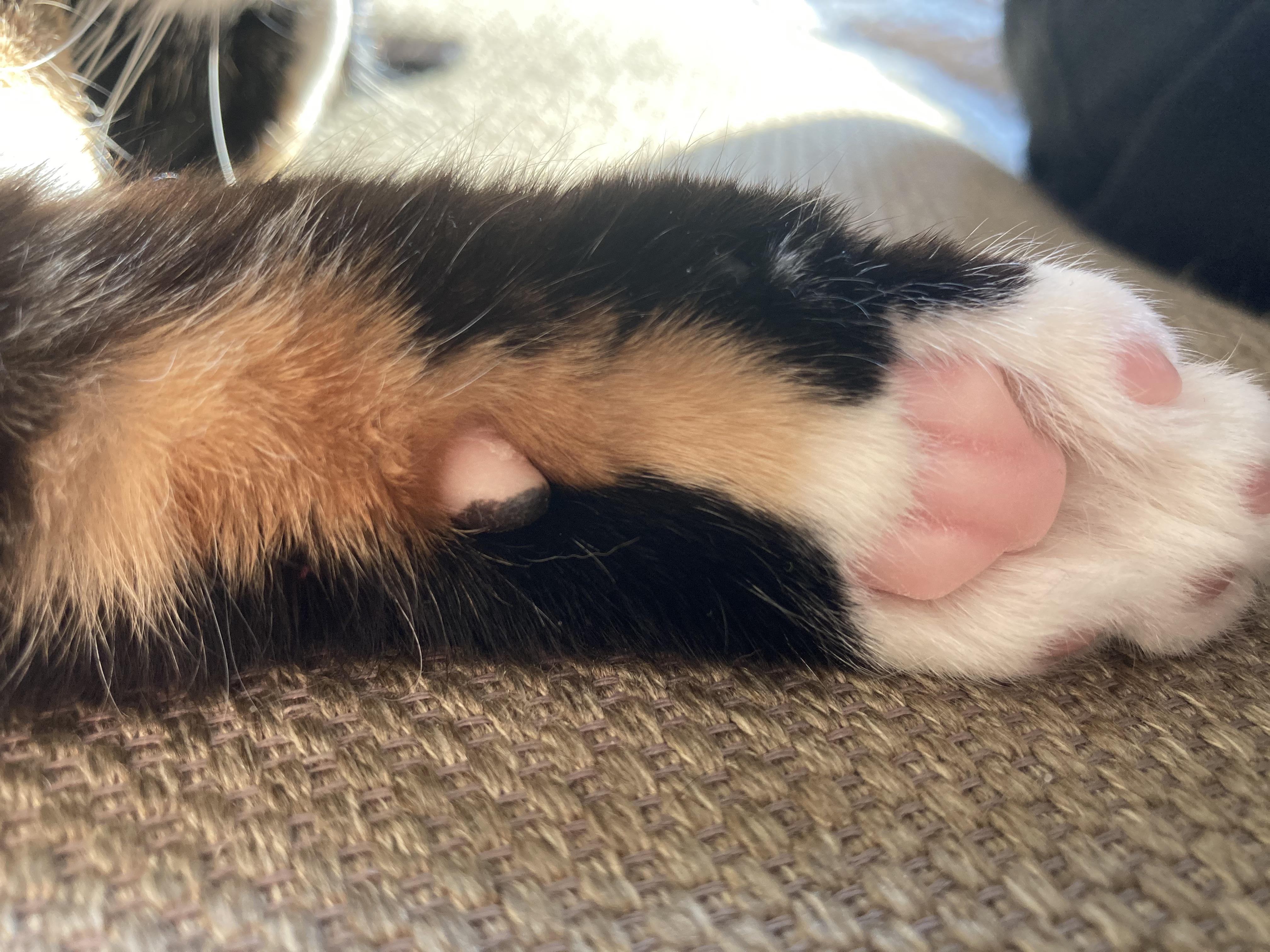 My calico cat’s carpal pad is divided into two colors based on the line