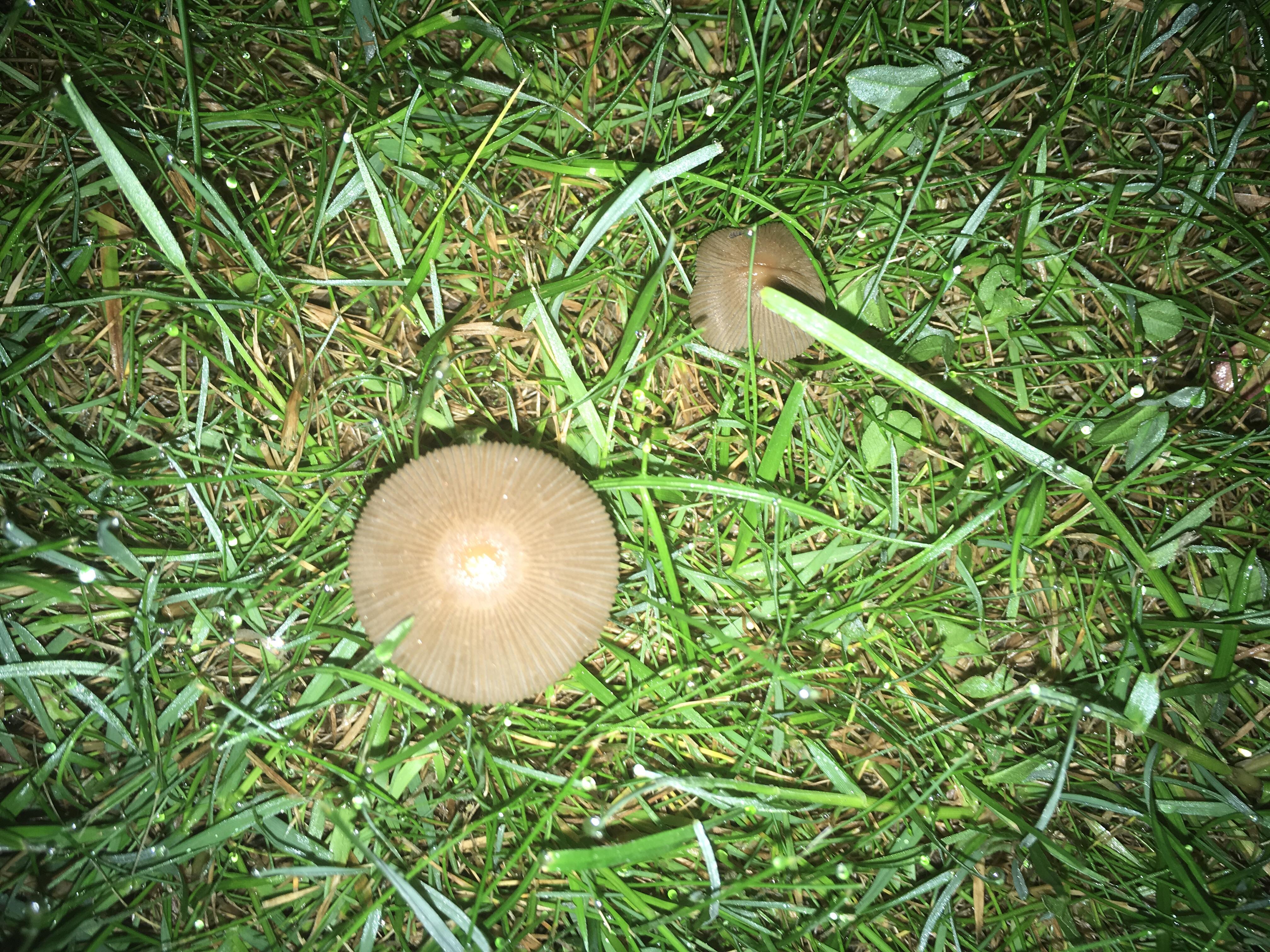 UK mushroom growing in garden, unsure whether it's harmful to my dog or