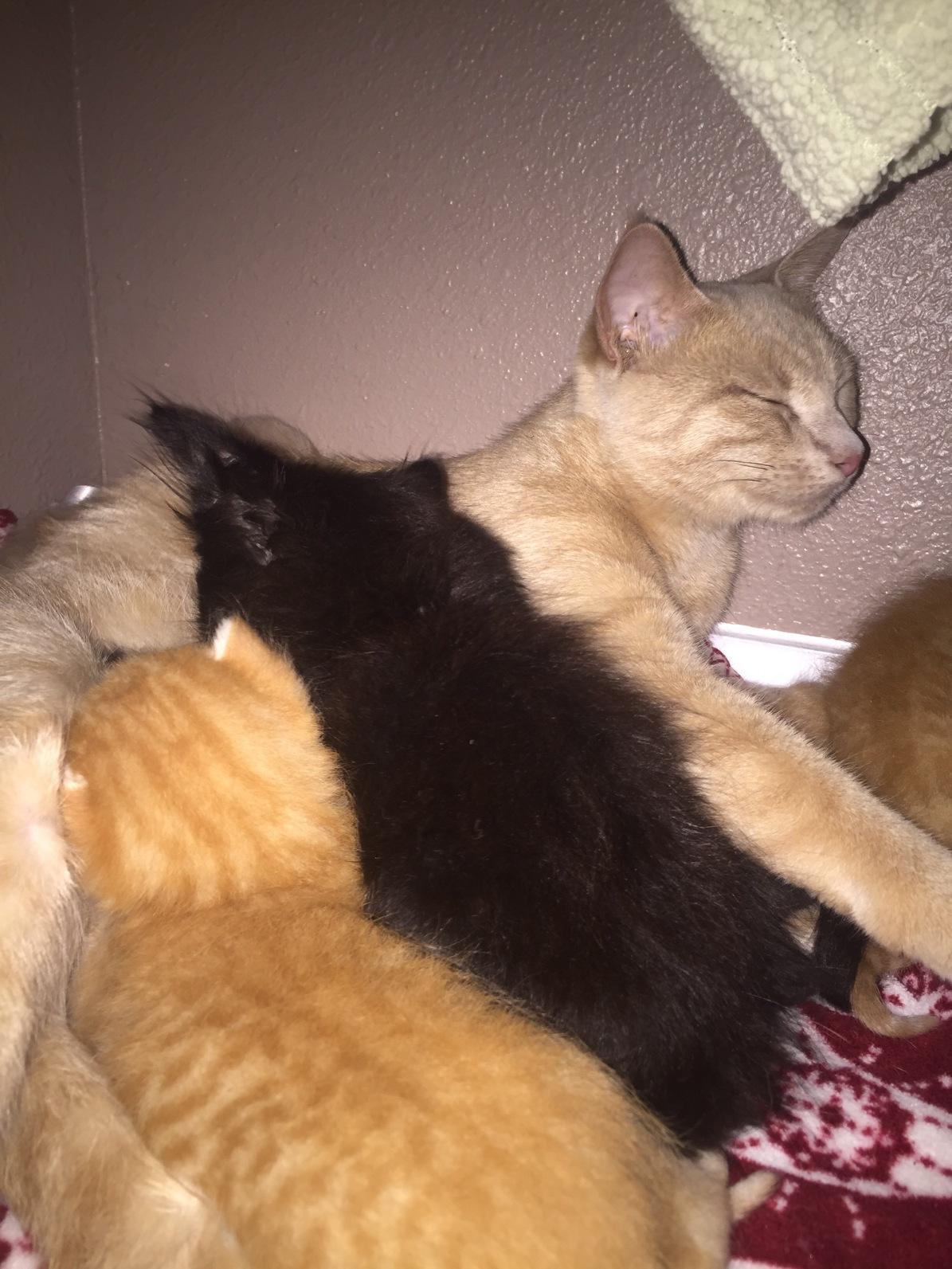 My friend's cat feeding her kittens, plus a stray kitten (black) my