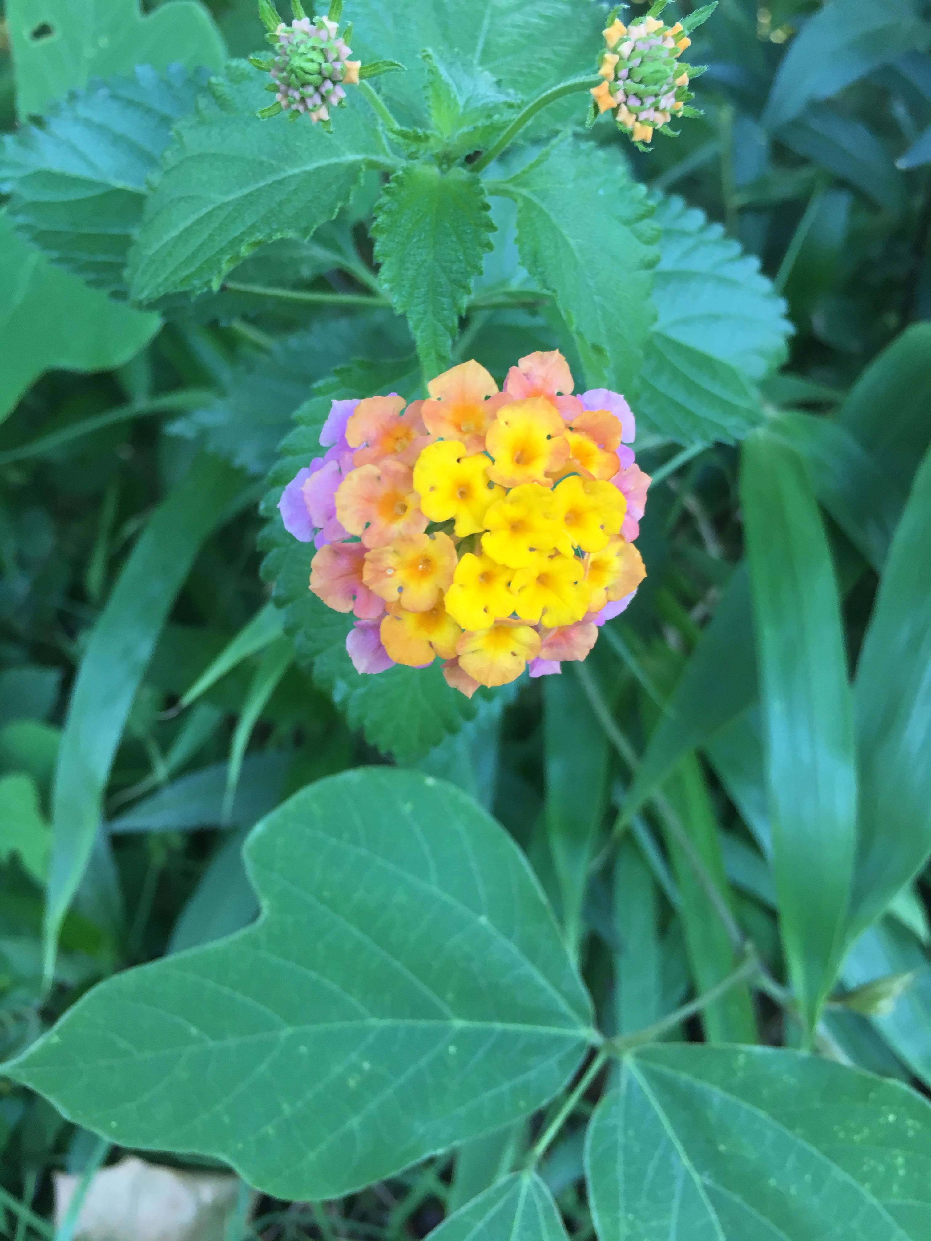 Found in South Louisiana. What is this multicolored flower? r