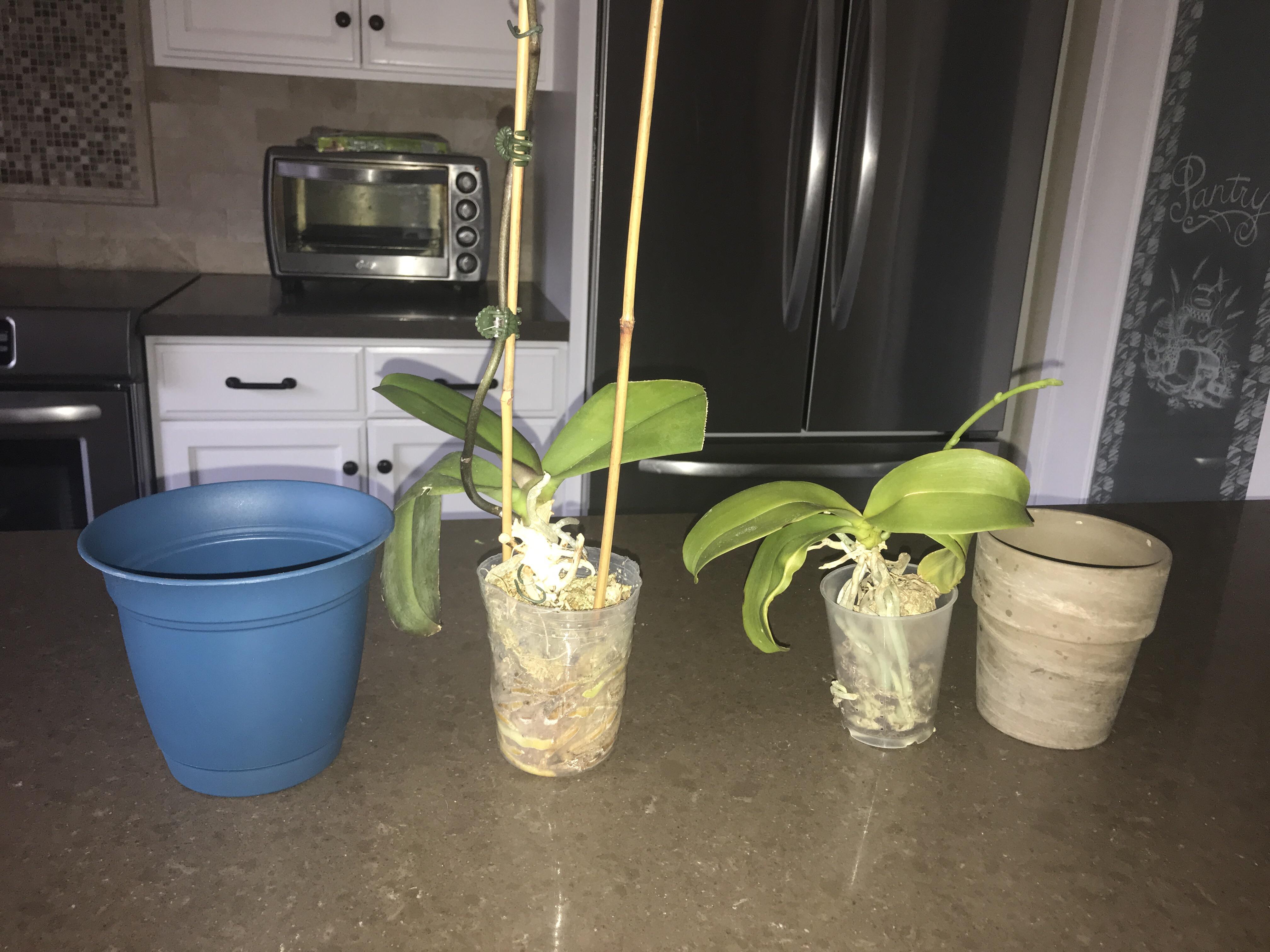 I want to replant my orchids are these pots good enough for them