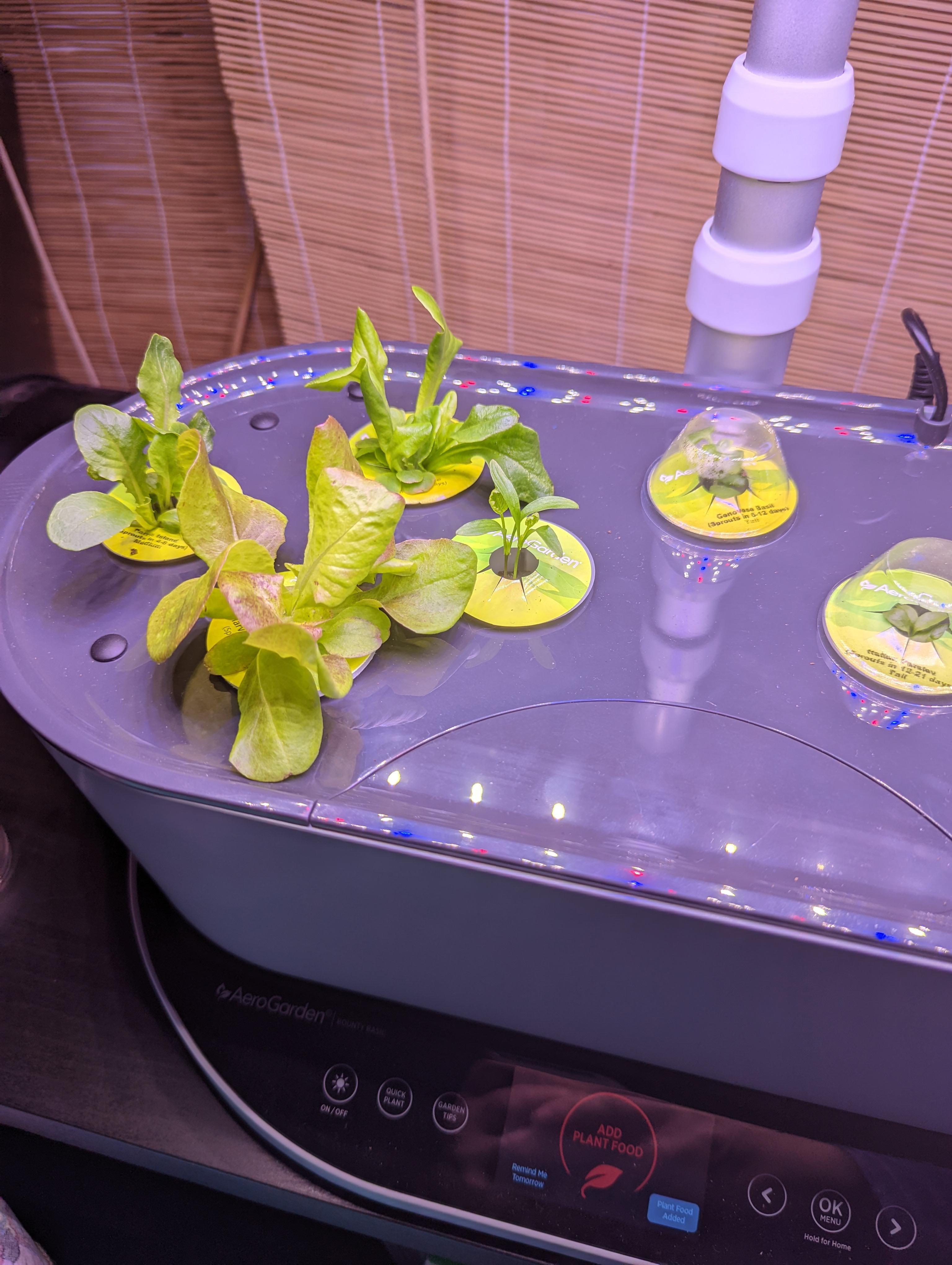 Aerogarden Day 14 Lettuce is growing at a great rate. Cilantro is out