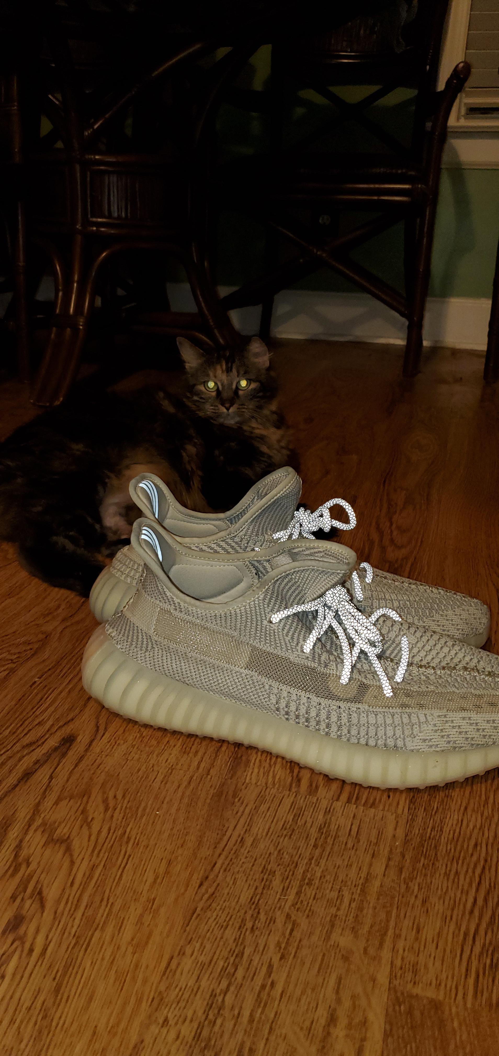 I'm on that cat and yeezy bandwagon r/yeezys