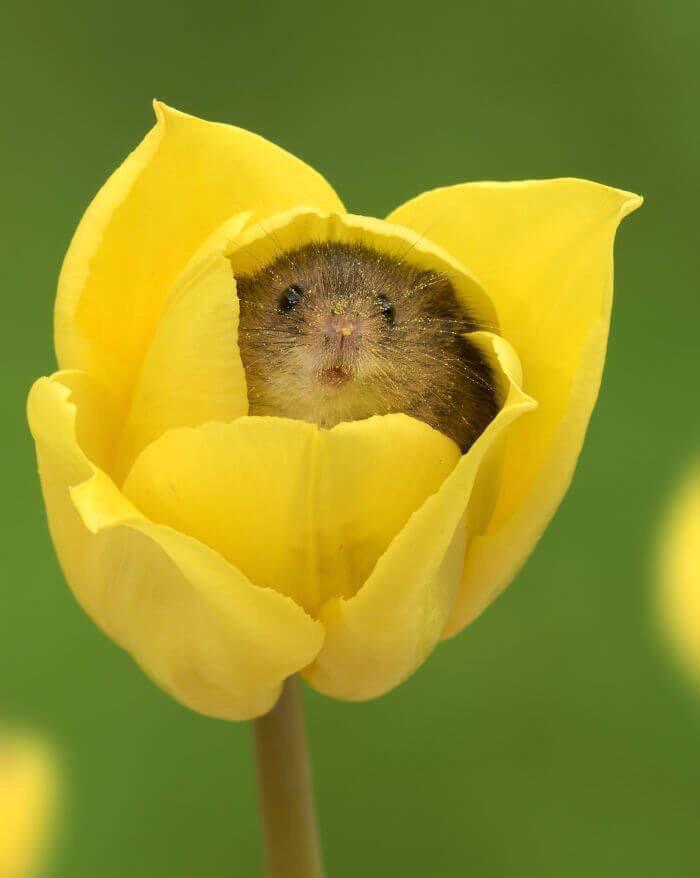 I just found out that harvest mice love pollen so much that they often fall asleep inside