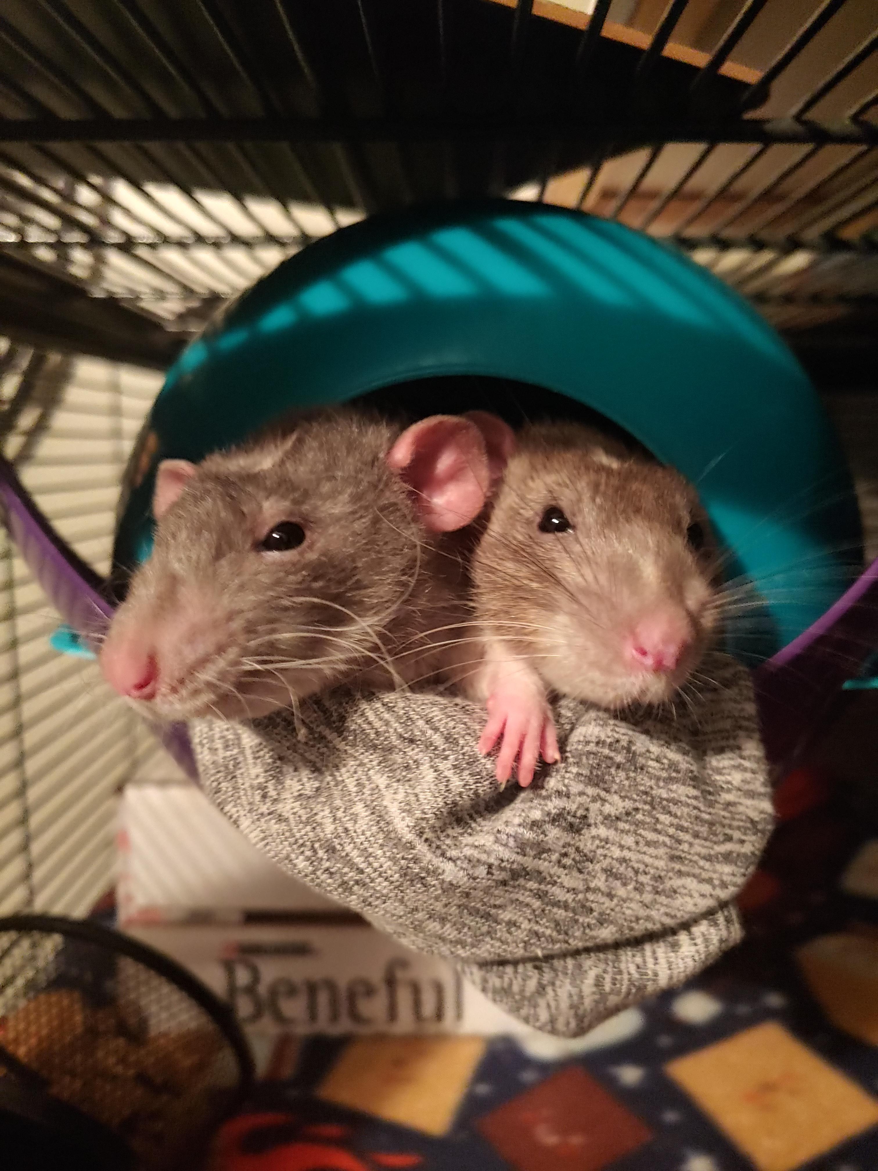 My twins hanging out how is your quarantine? r/RATS