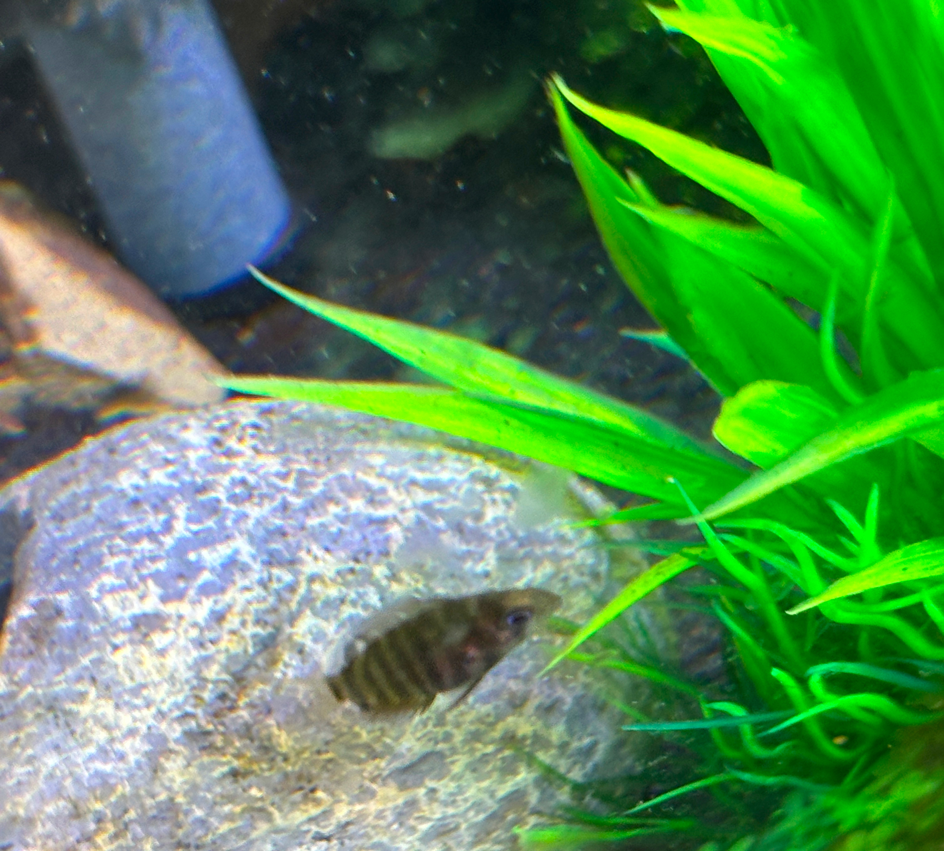 Thought I had a failed hatching a couple months ago, apparently one did