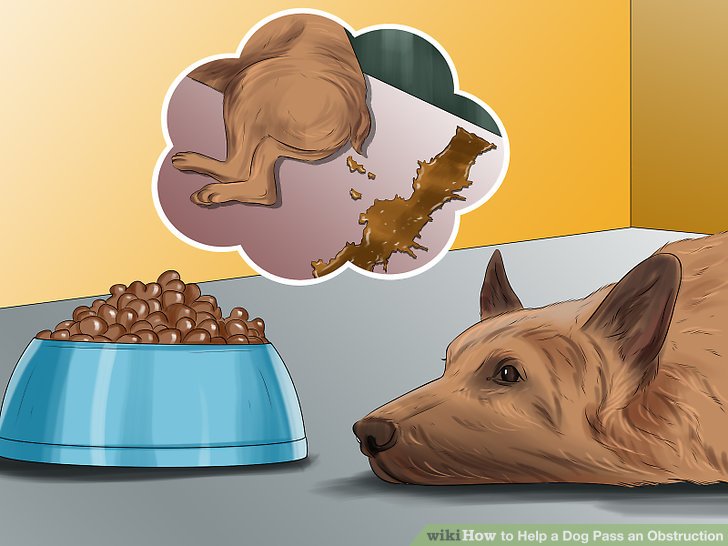 3 ways to help a dog pass an obstruction r/disneyvacation