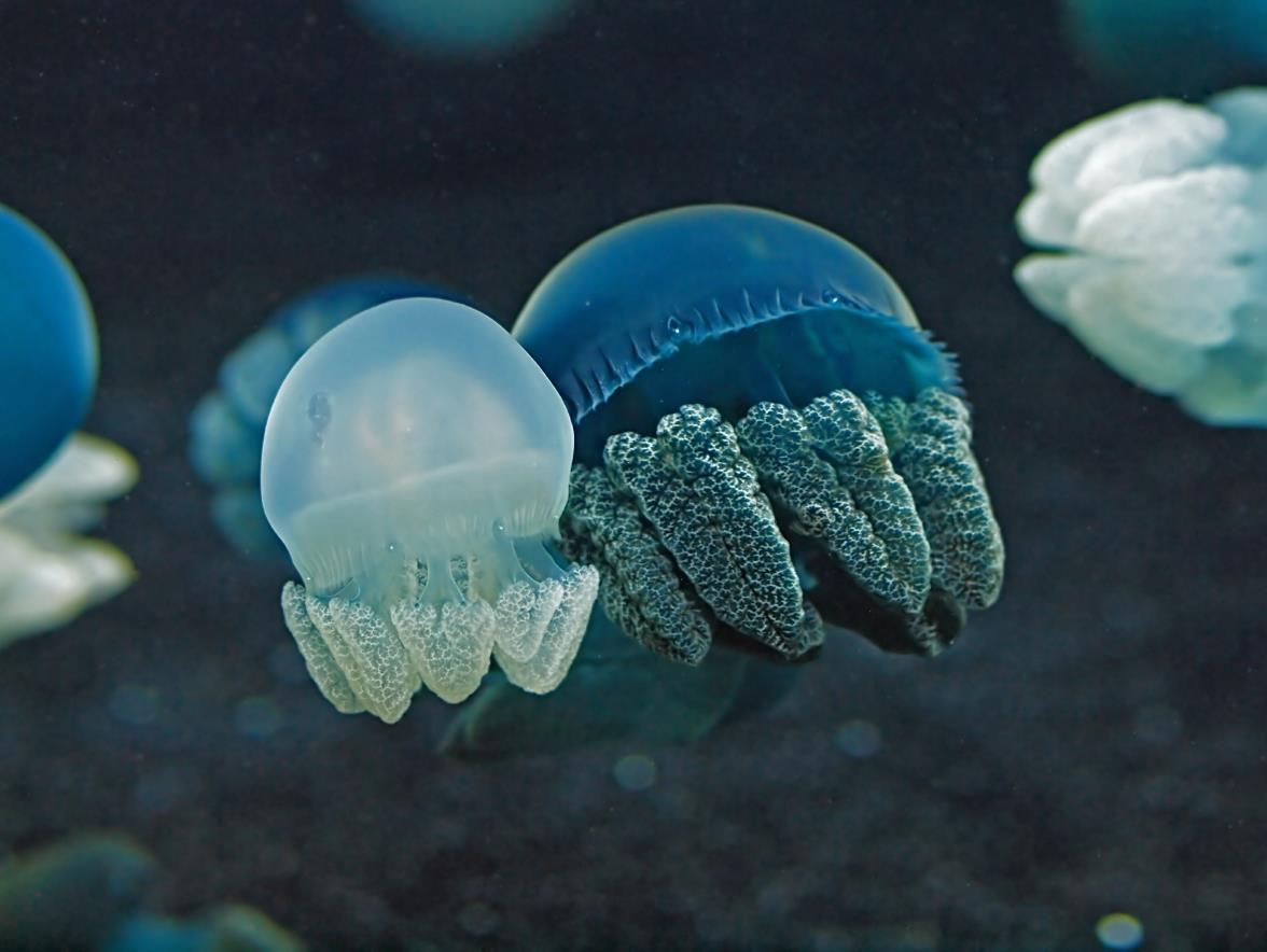 Blubber jellyfish r/aww