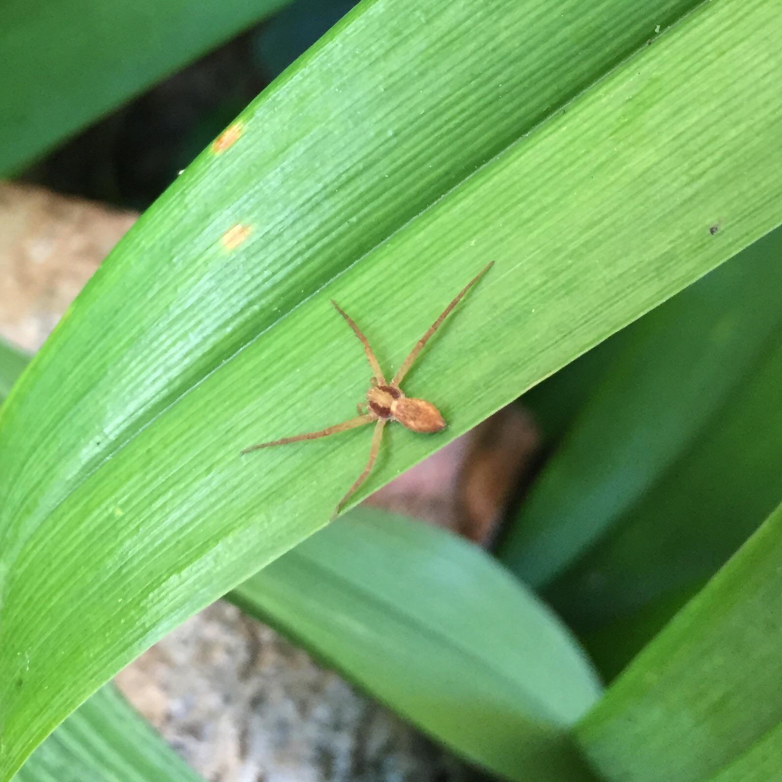 Saw this 4 legged spider today. Any idea what it is? (Ontario) I think