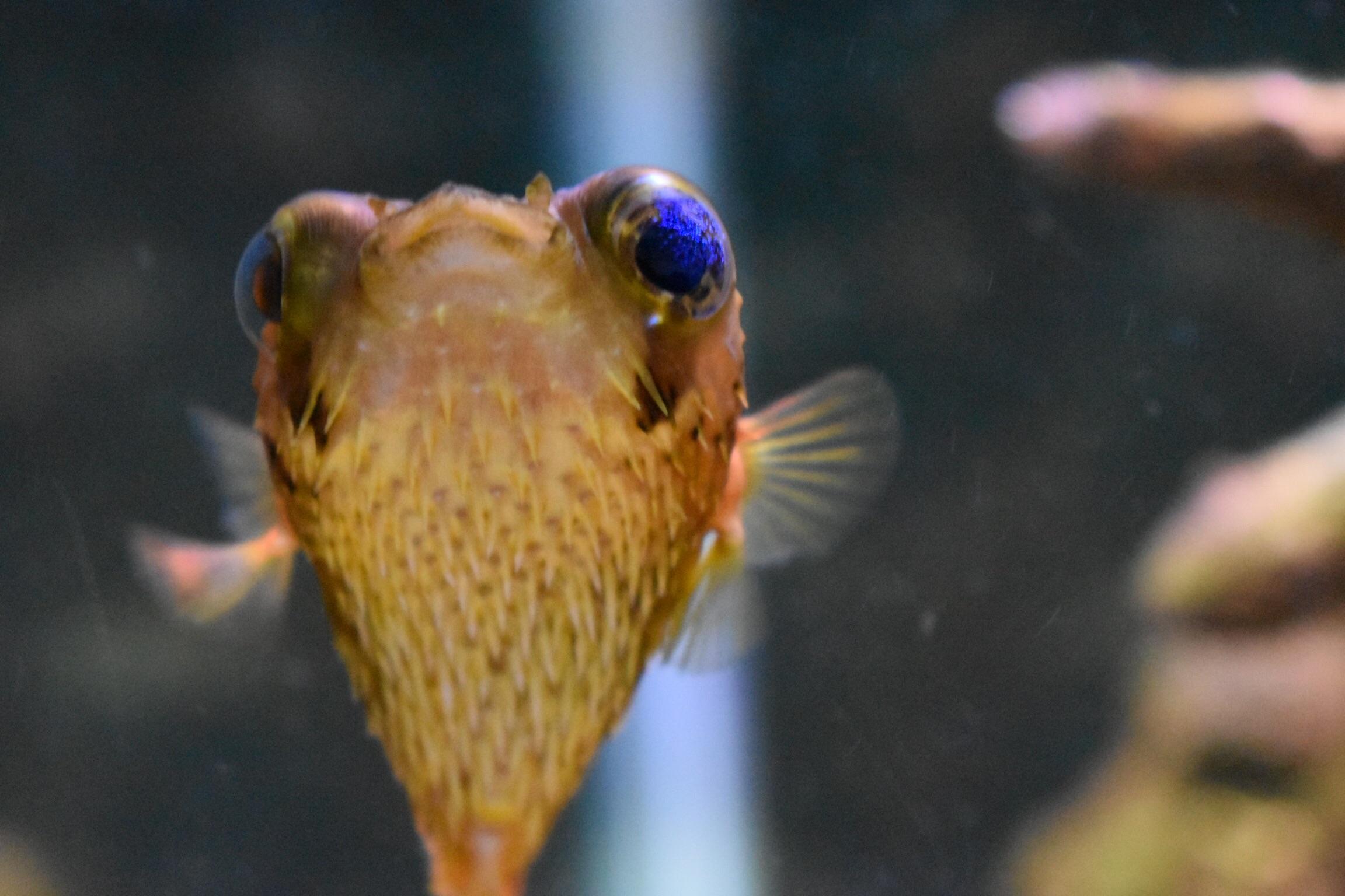 My baby porcupine puffer (I call him Quilliam) when he sees me with the