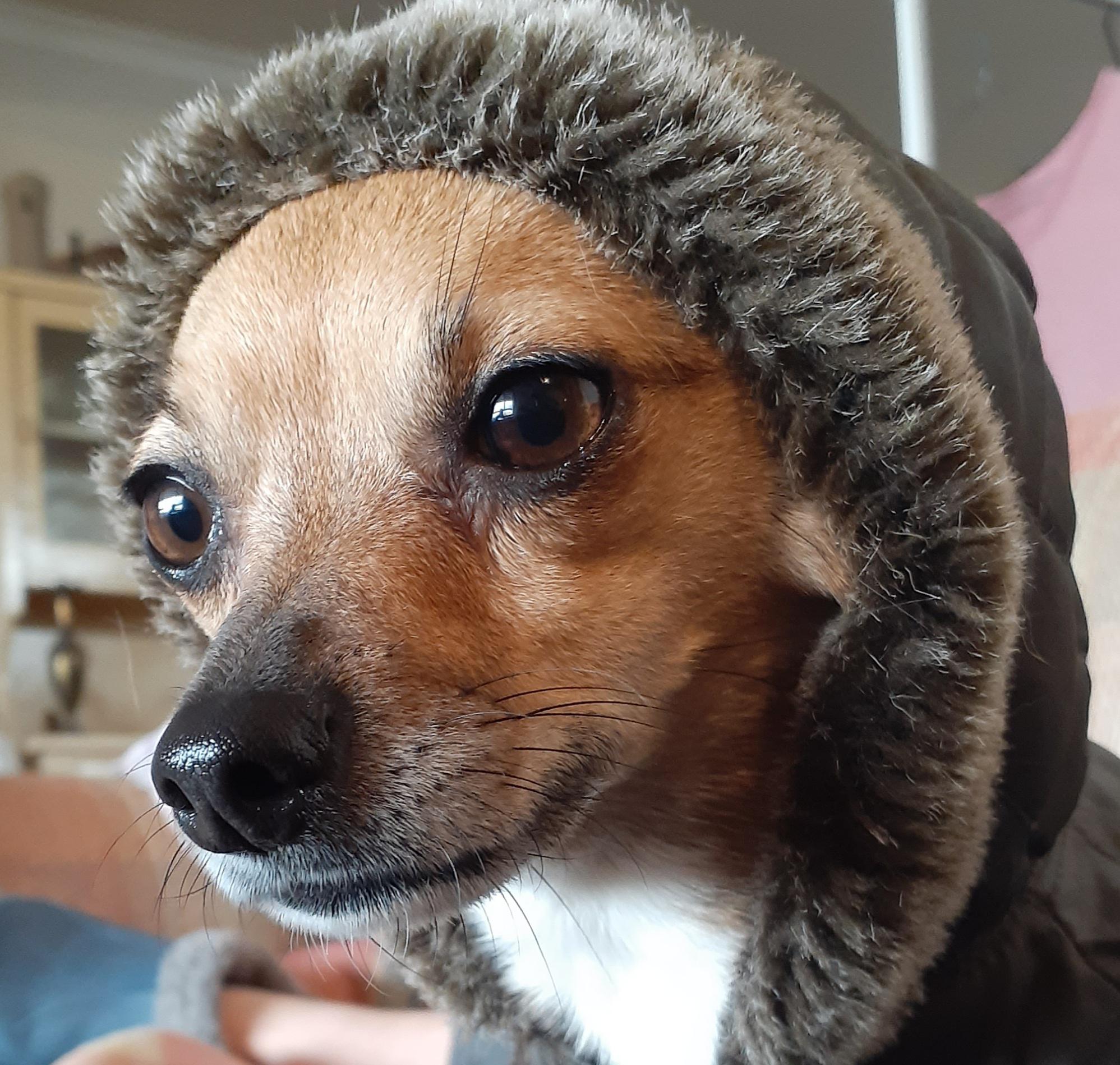 My other dog in a hoodie r/Blessed_Images