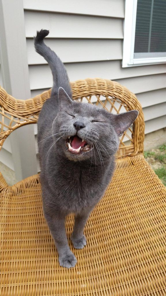 This cat is so happy to be outside r/cats