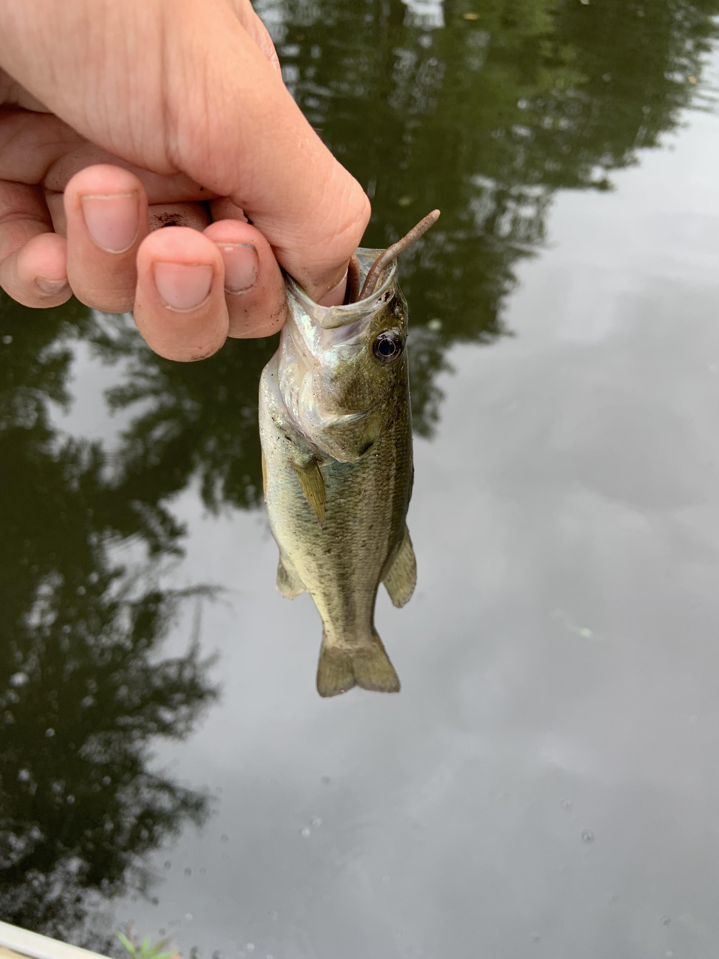 Smallest bass I’ve ever seen r/Fishing