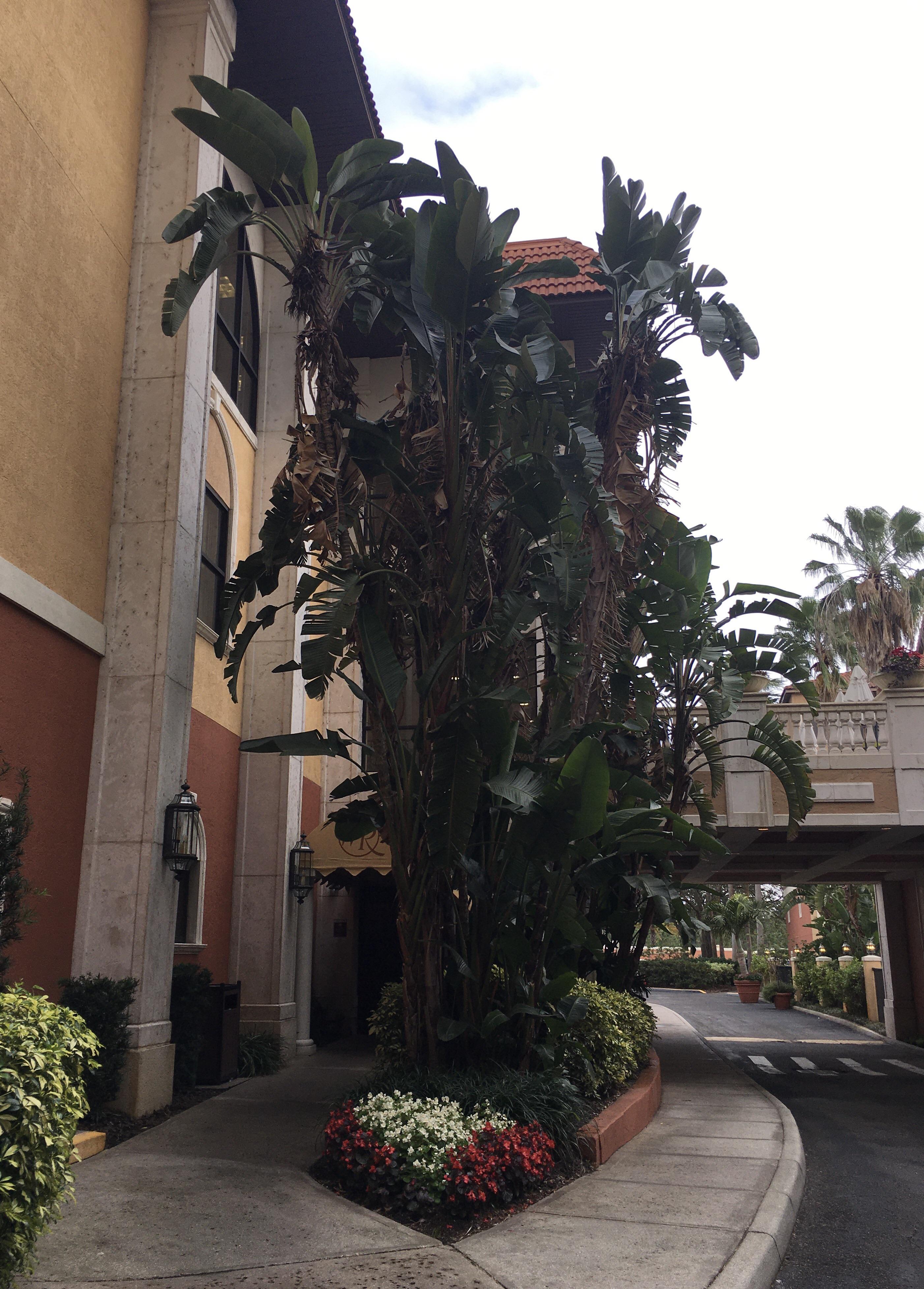 Biggest Bird of Paradise! Westgate Orlando Florida r/matureplants
