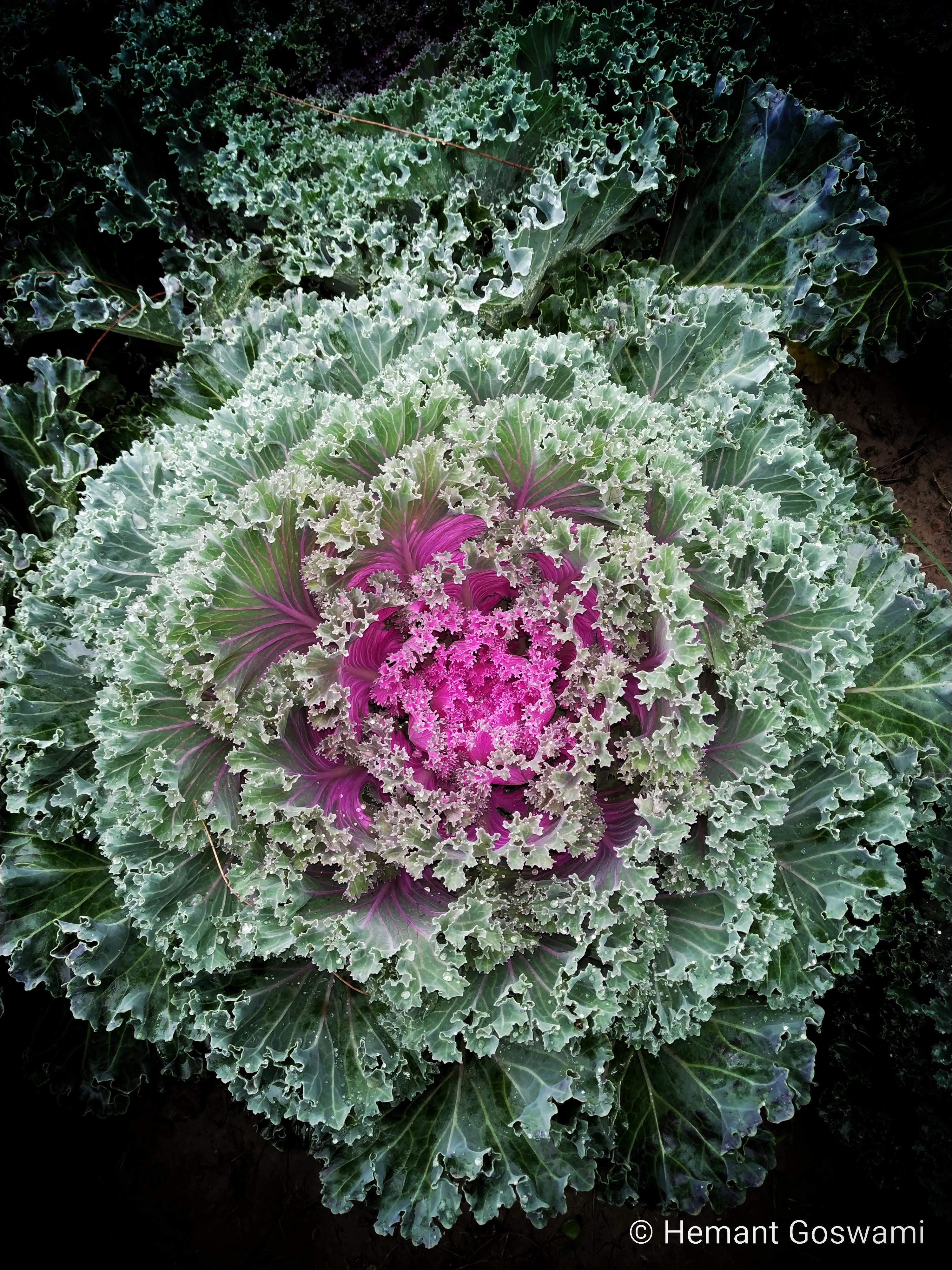 Beautiful Purple Ornamental Cabbage r/gardening