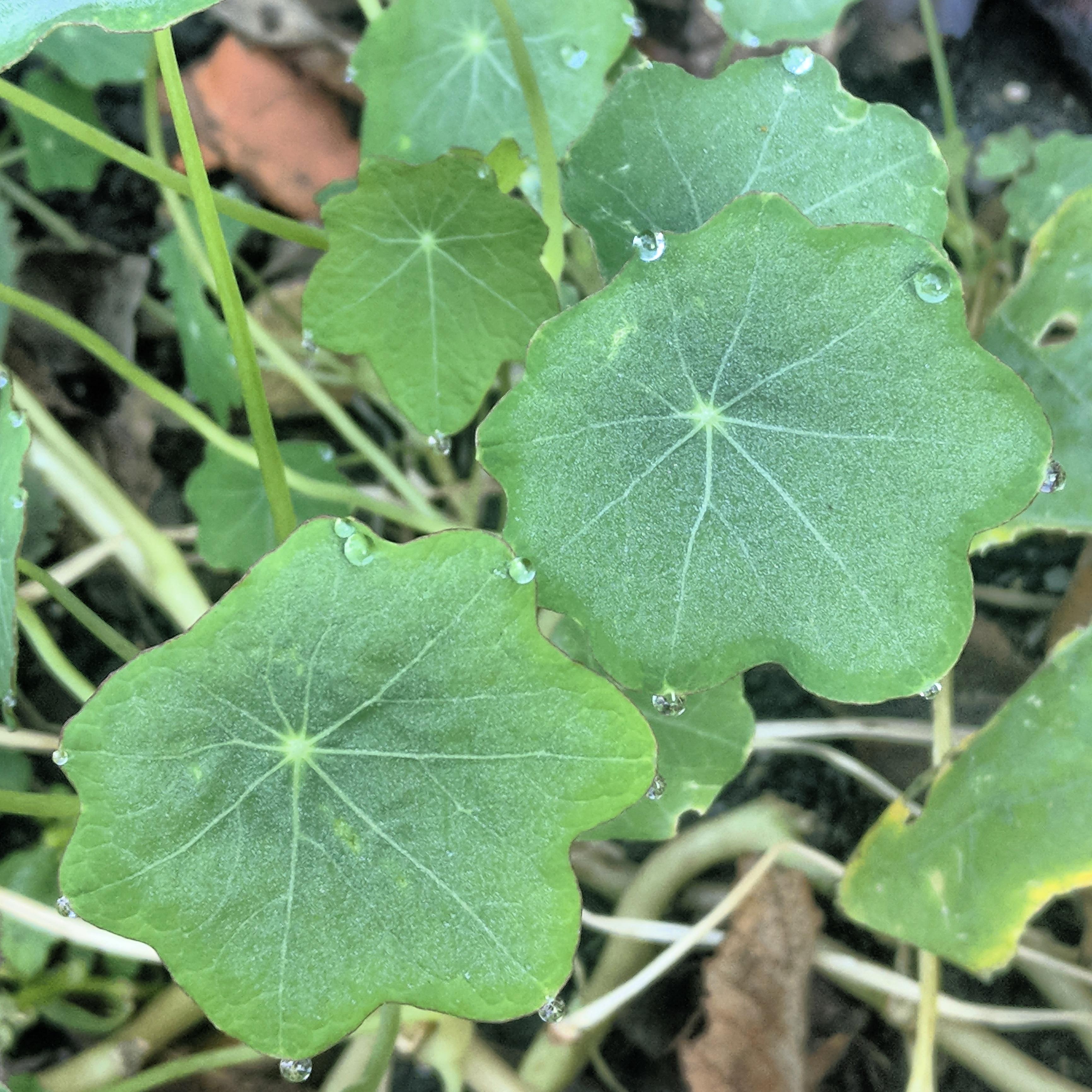 Anyone know why last year's nasturtiums are coming in with scalloped