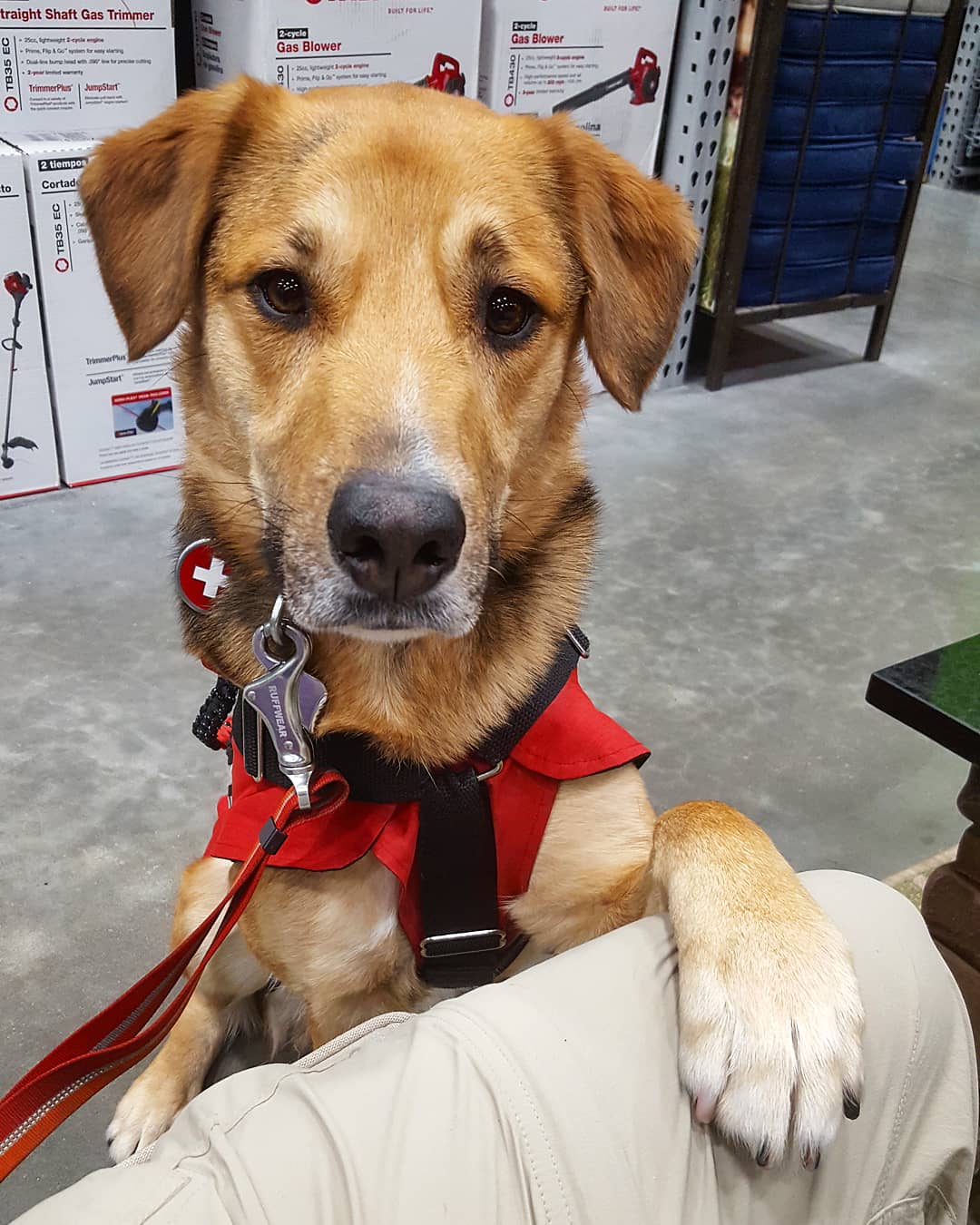 My service dog after I nearly pass out in Lowe's. (I also have PTSD and