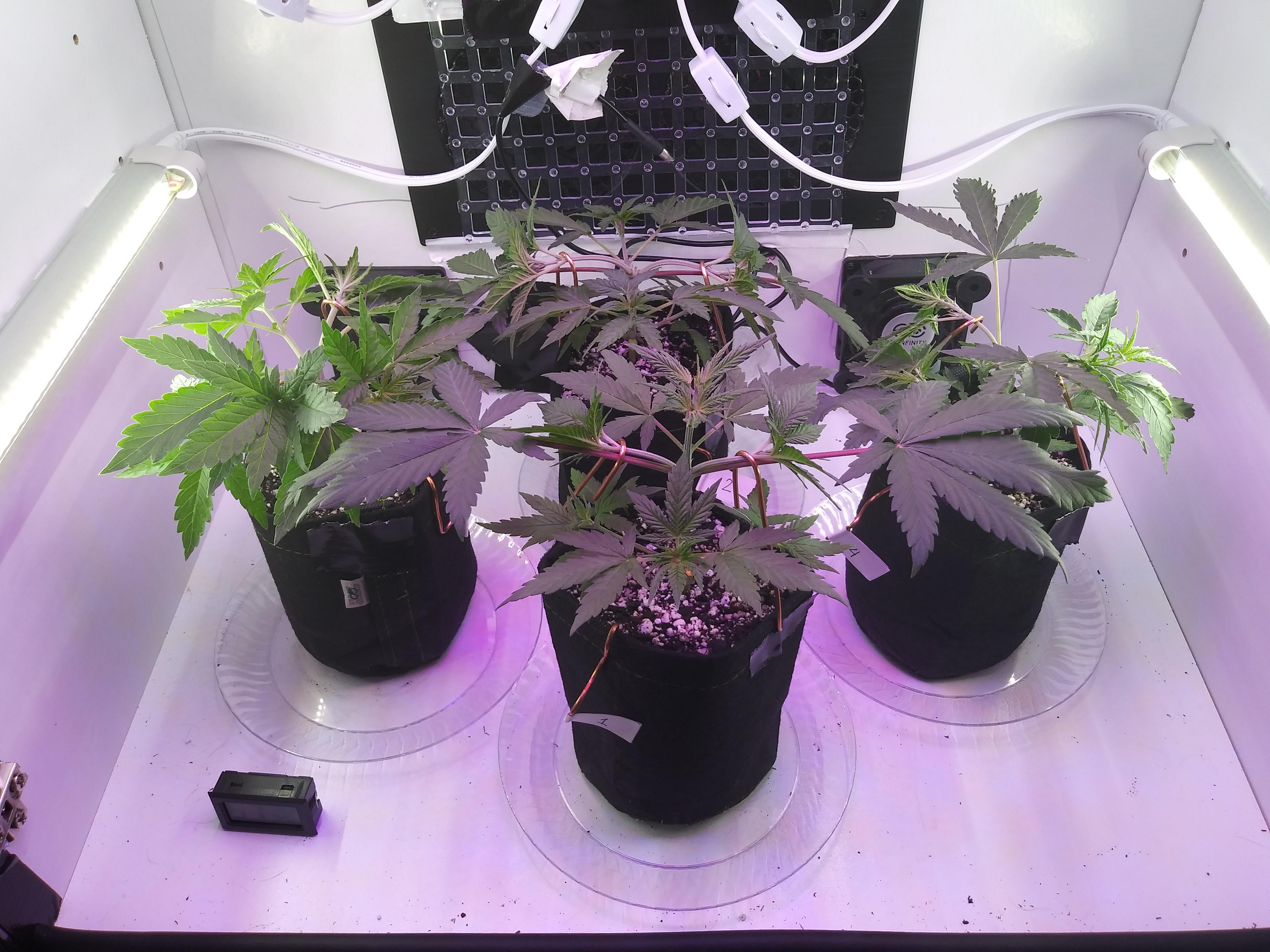 Anybody know if it's ok to use bare copper wire for LST? I got a