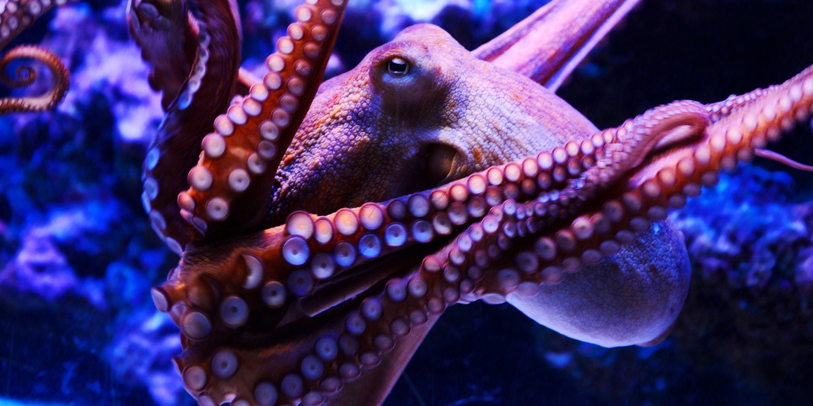 purple octopus r/PurpleImperium